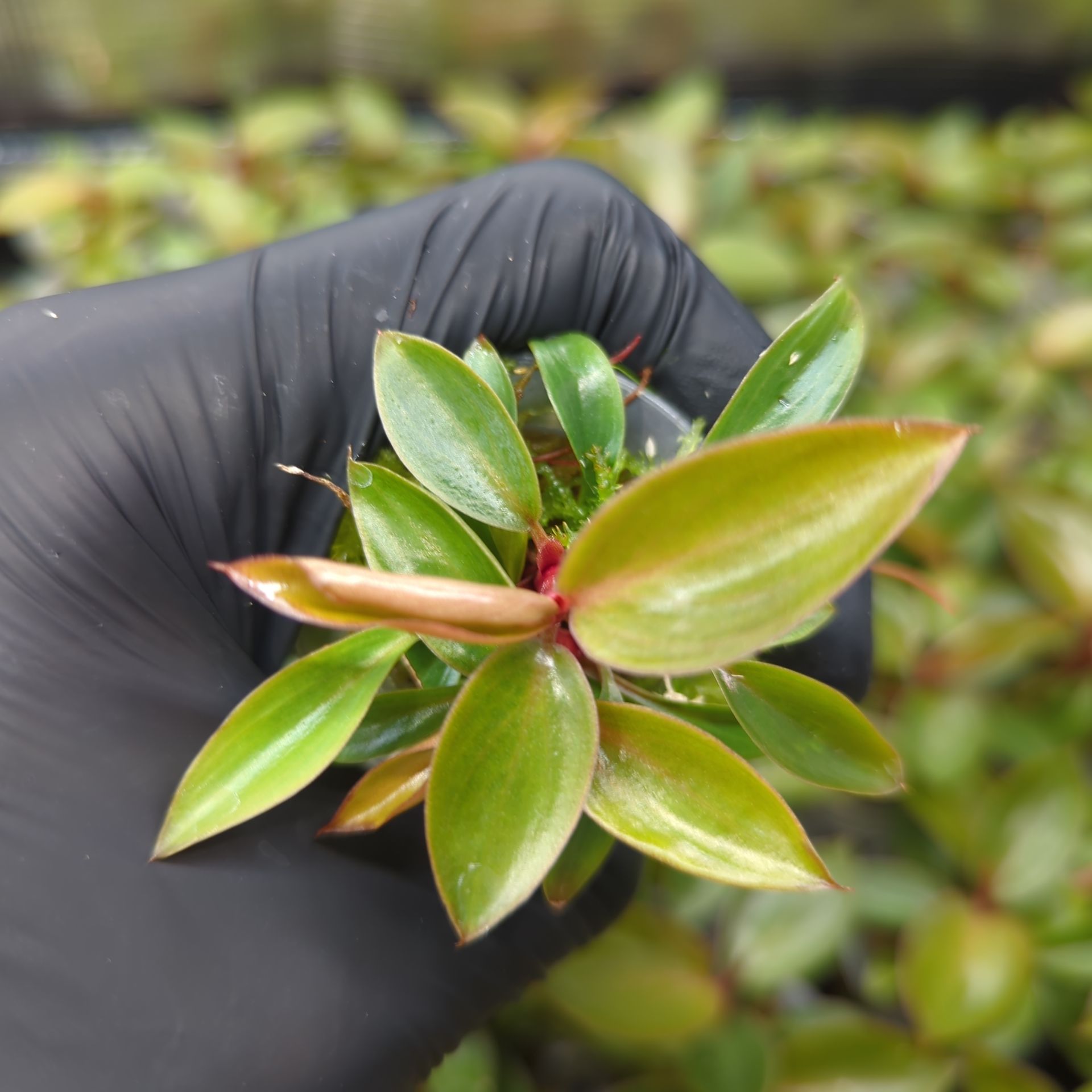 Baby Philodendron tatei Rojo Congo 2-3 shoots