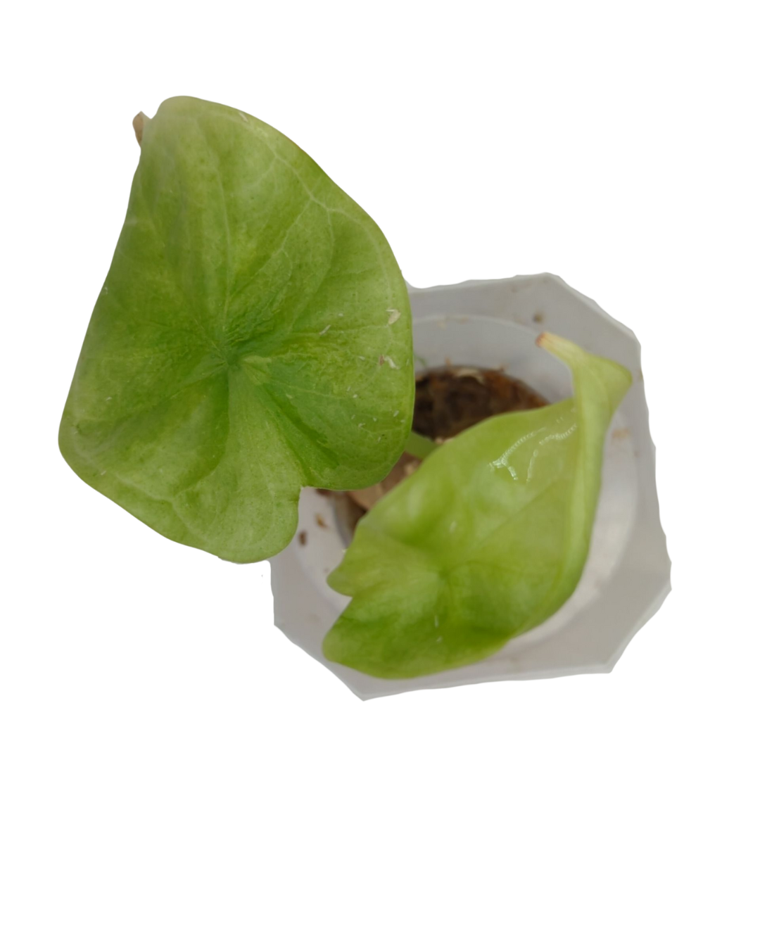Alocasia baginda Silver Dragon
