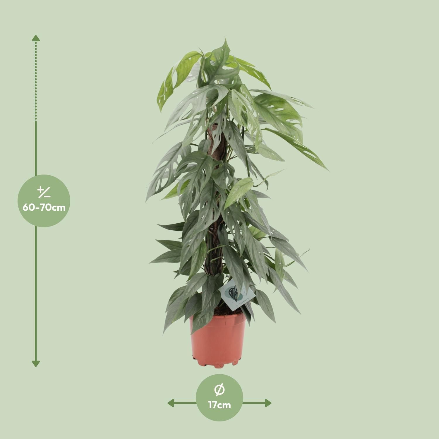 Epipremnum Pinnatum 'Cebu Blue' Zimmerpflanze