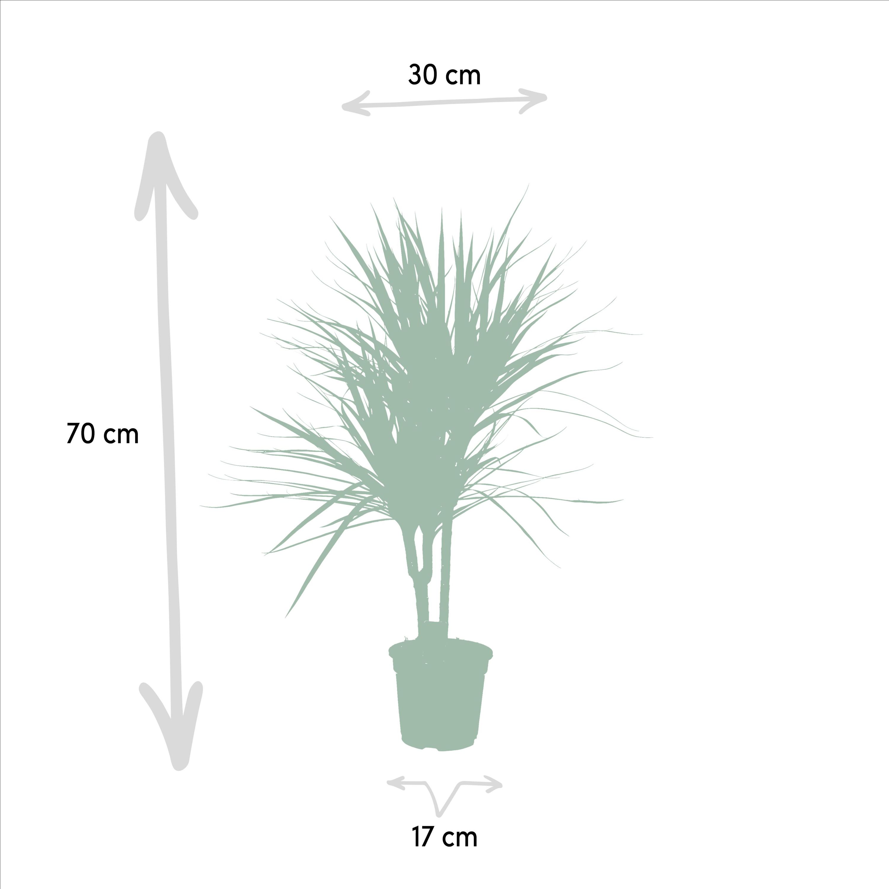 Dracaena Marginata Zimmerpflanze