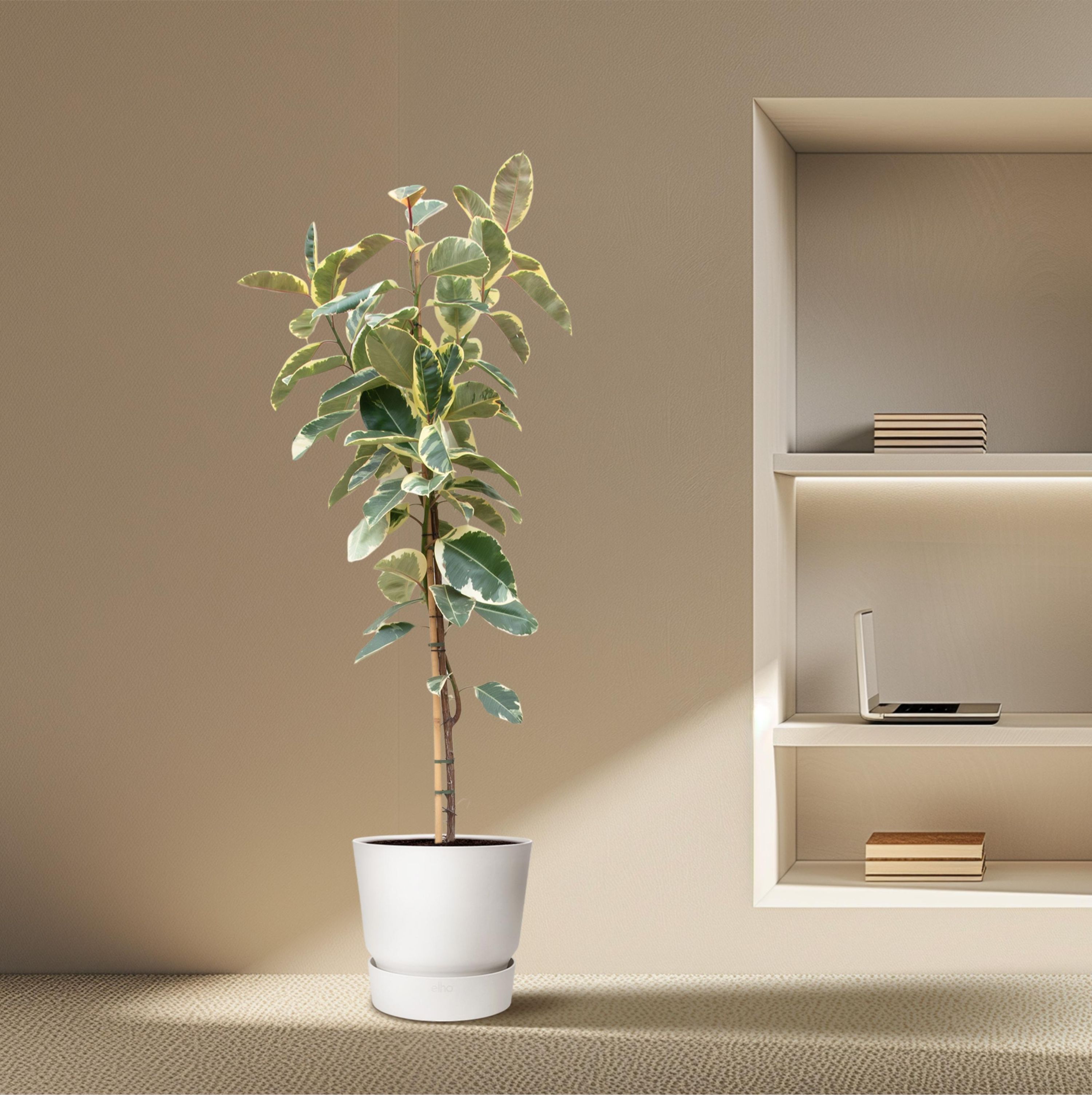 Ficus Tineke auf Stamm - Elegante Zimmerpflanze