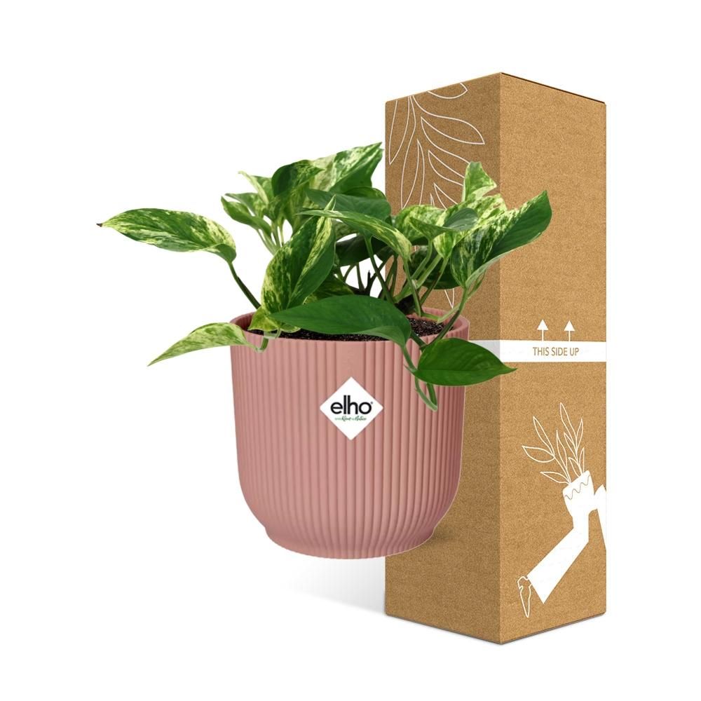 Scindapsus Marble Queen – Teufels-Efeu Zimmerpflanze