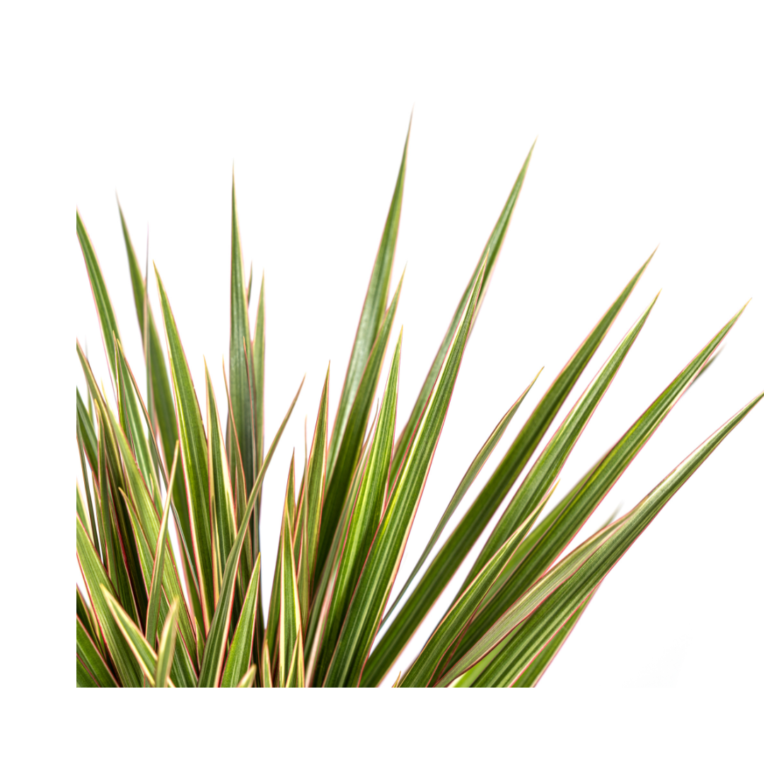 Dracaena Marginata Bicolor – Zimmerpflanze – pflegeleicht