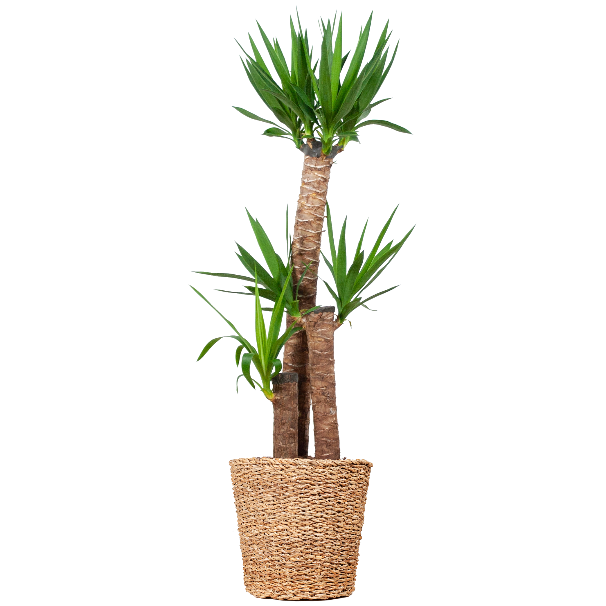 Yucca XL mit Korb – 125 cm – Ø24 Topfgröße