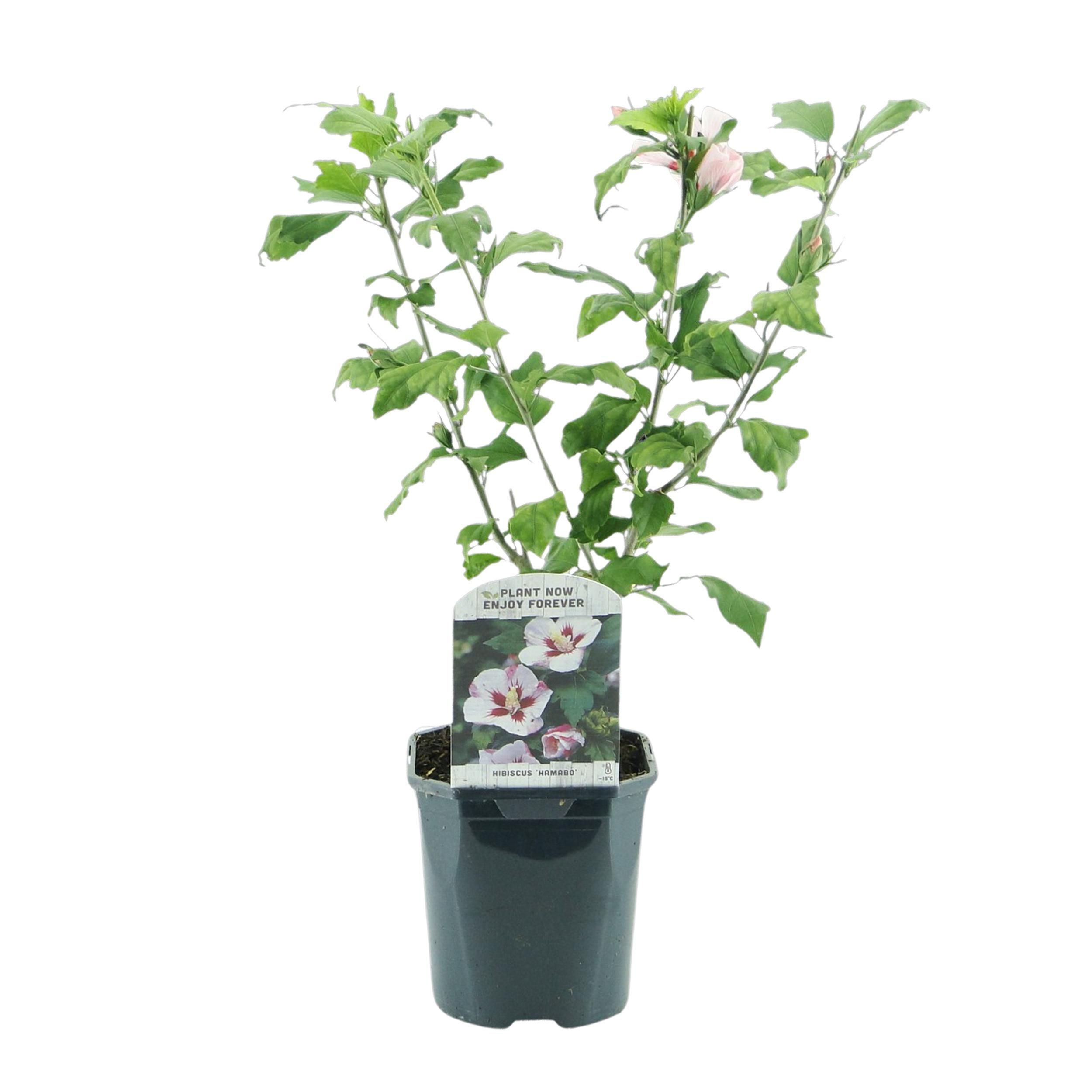 Hibiscus syriacus Hamabo Strauch | Hellrosa Blüten | Pflegeleicht | 1 Pflanze