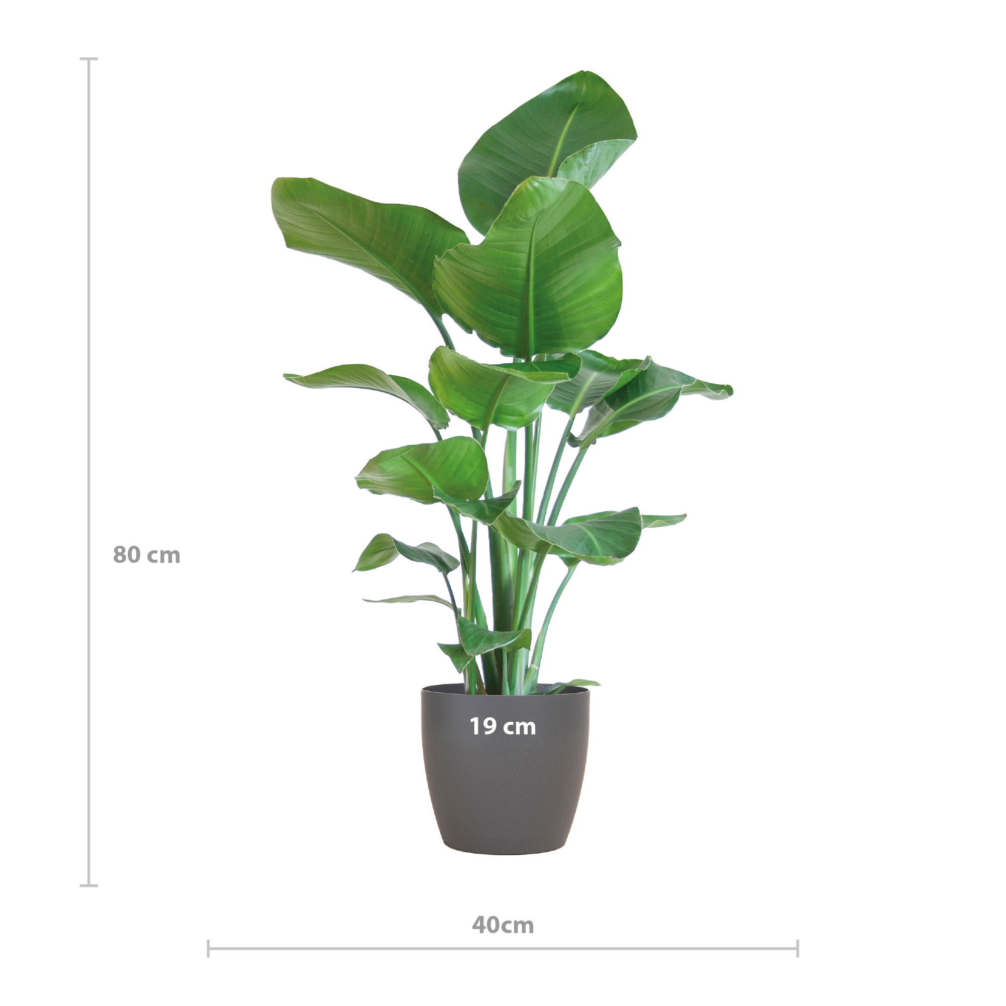 Strelitzia Nicolai |  80cm |  Viber-Topf Grau |  Ø21