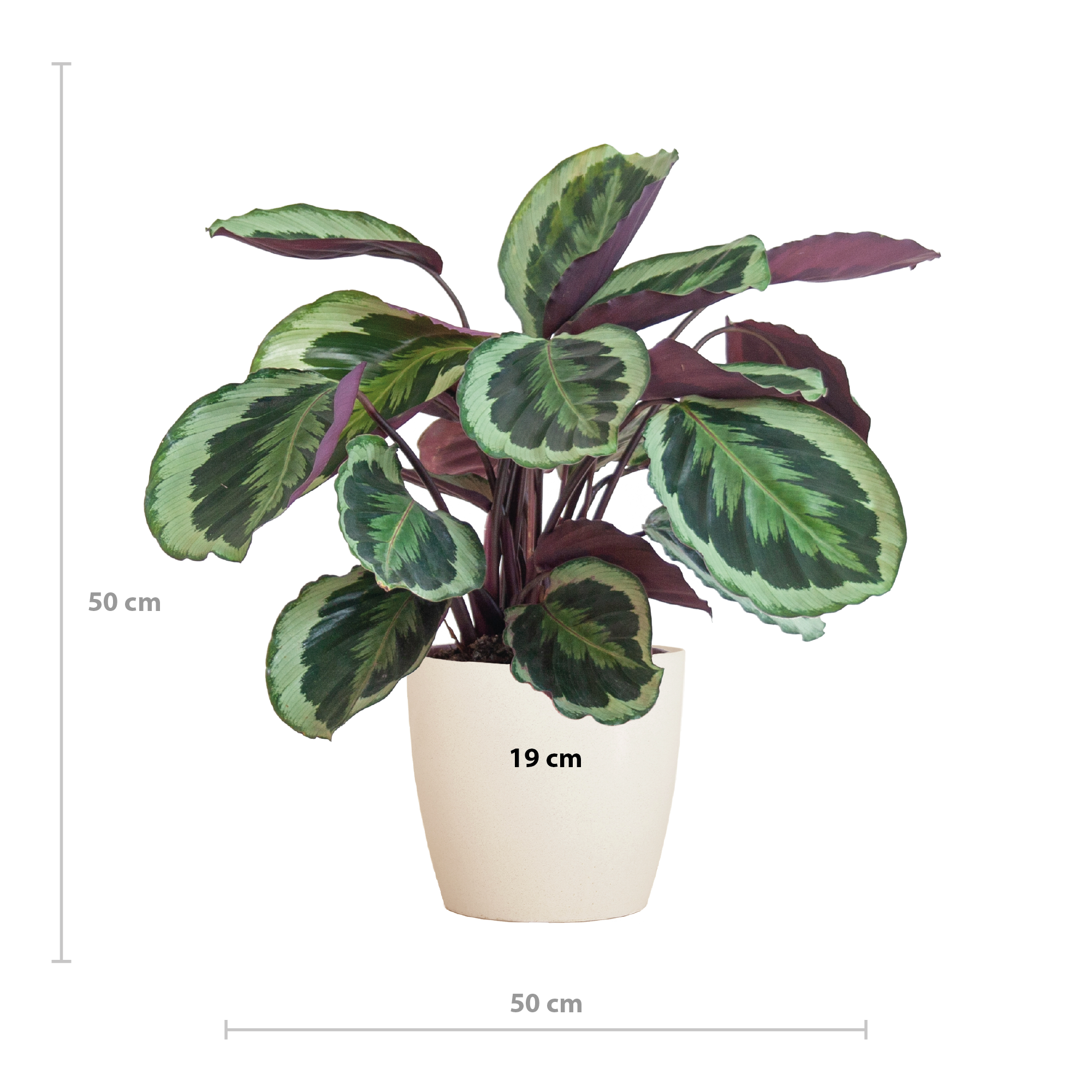 Calathea Medaillon Zimmerpflanze mit Viber Übertopf