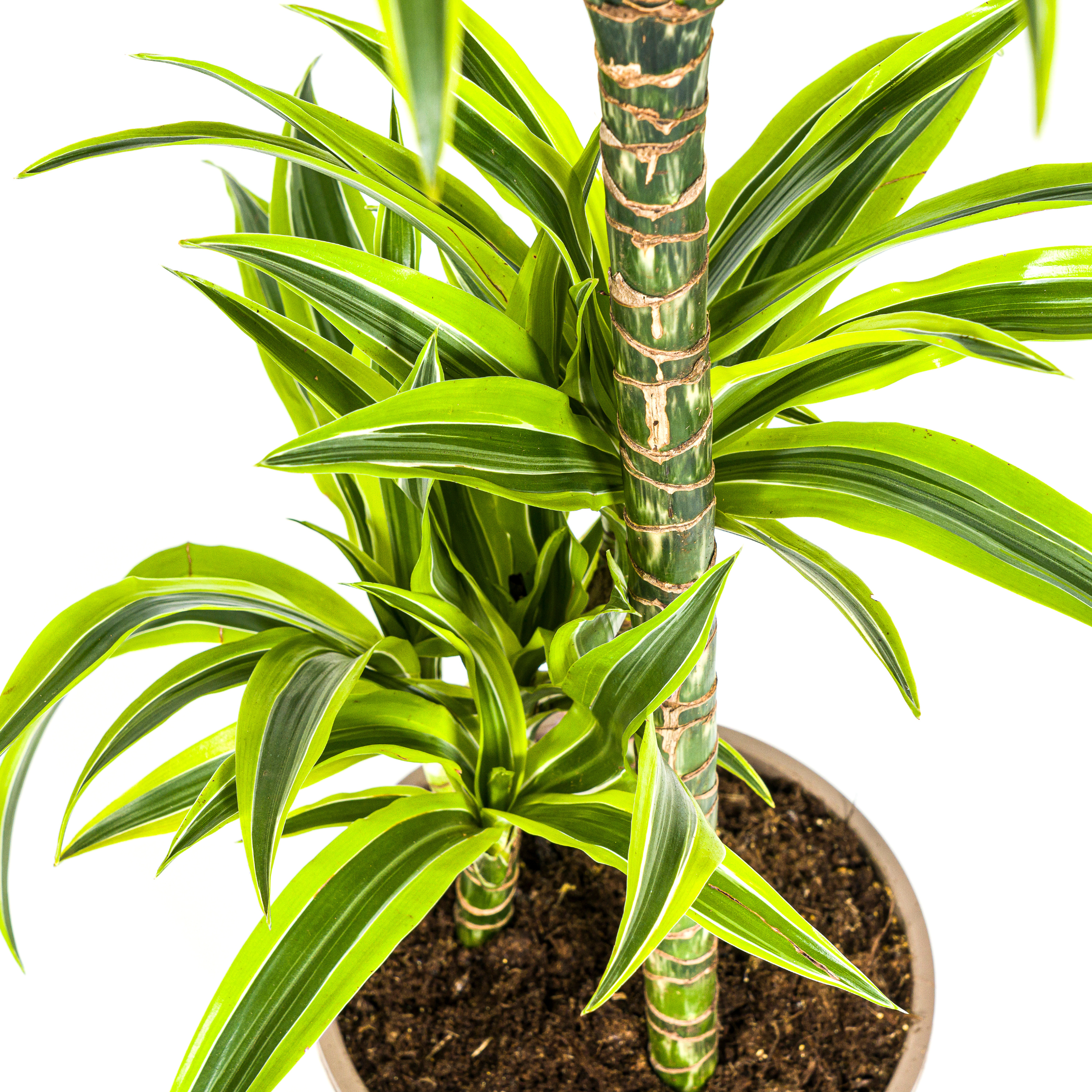 Dracaena Lemon Lime | Ø21cm Topf | Höhe 90-110cm