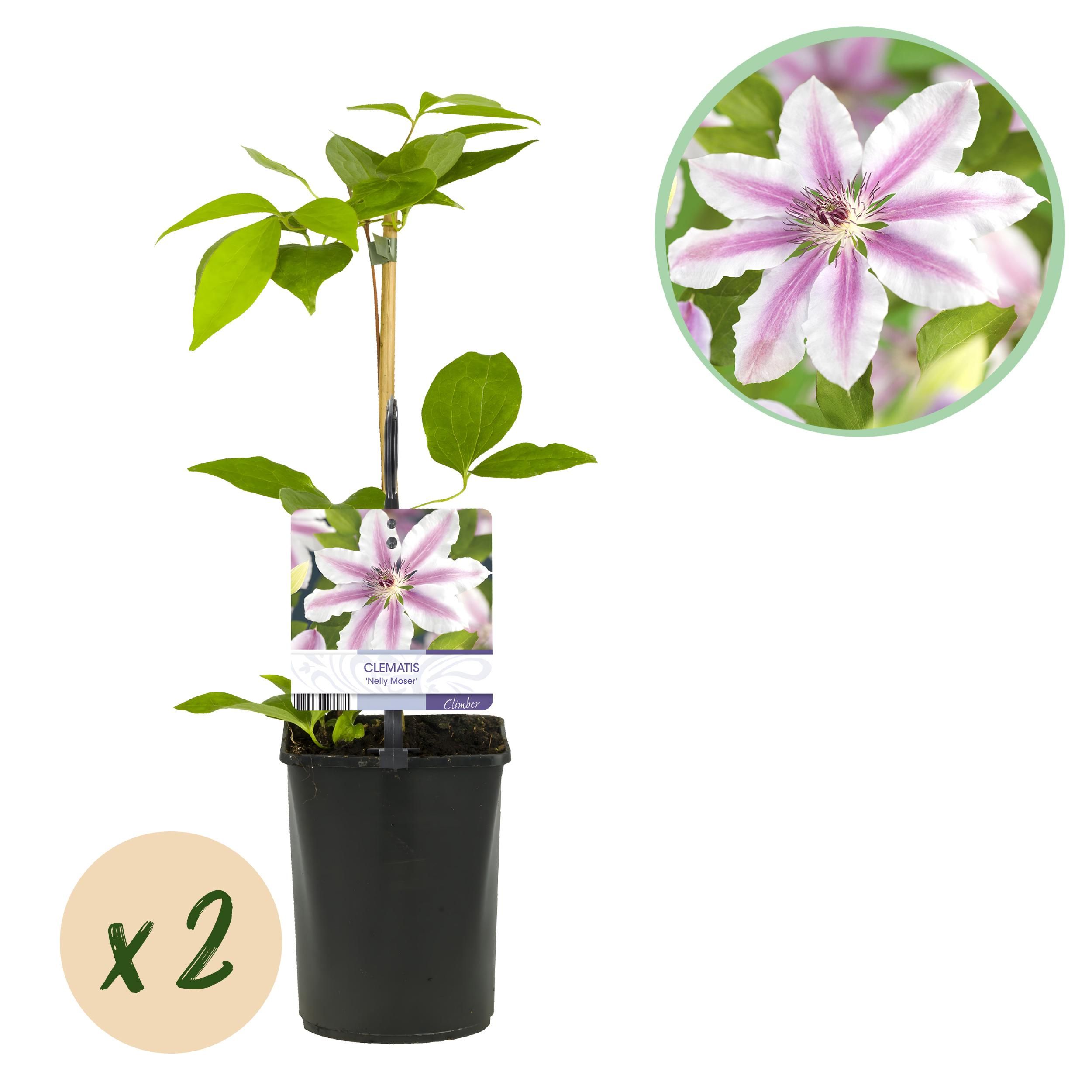 Clematis Nelly Moser Kletterpflanze | Blüte Rosa – Wenig Pflege | 2 Pflanzen