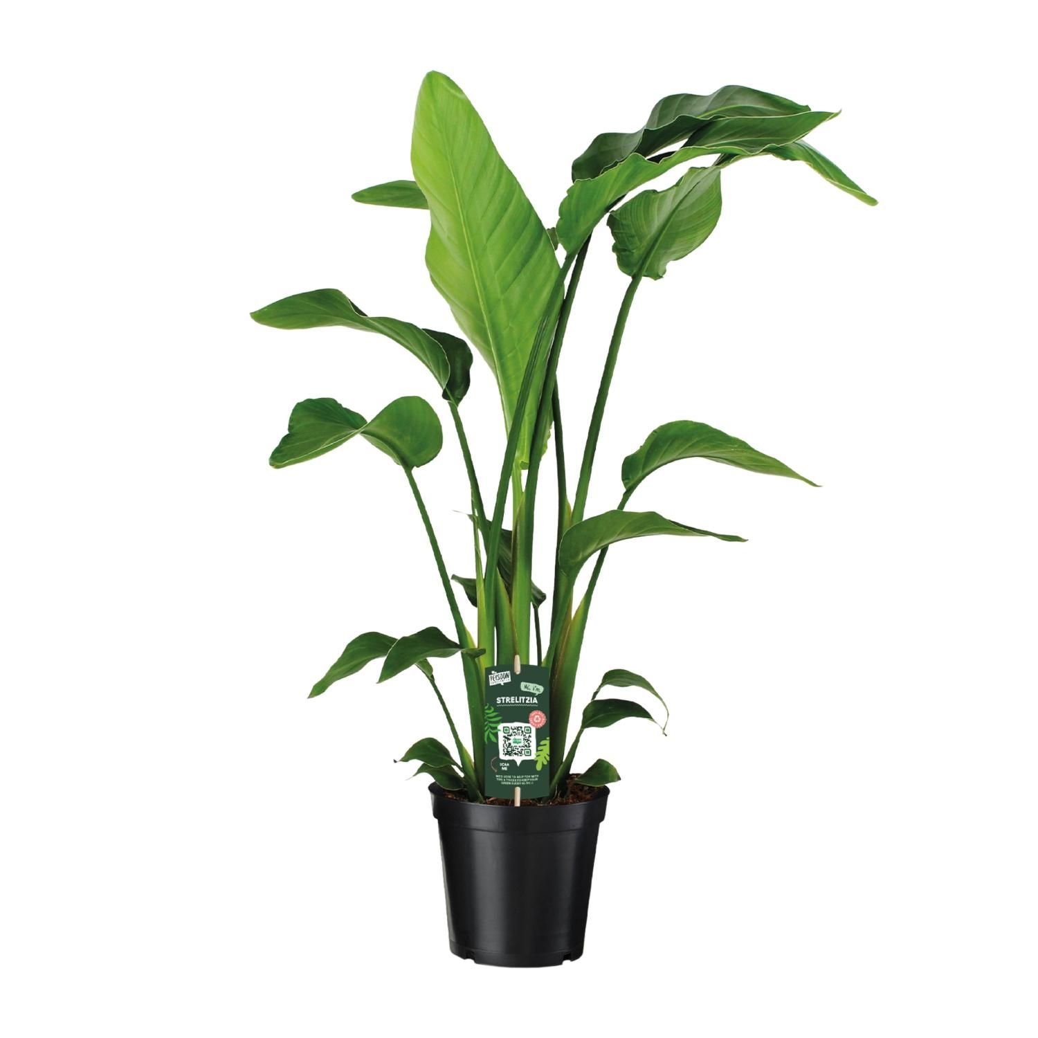 Paradiesvogelblume Strelitzia Nicolai mit tropischem Charme