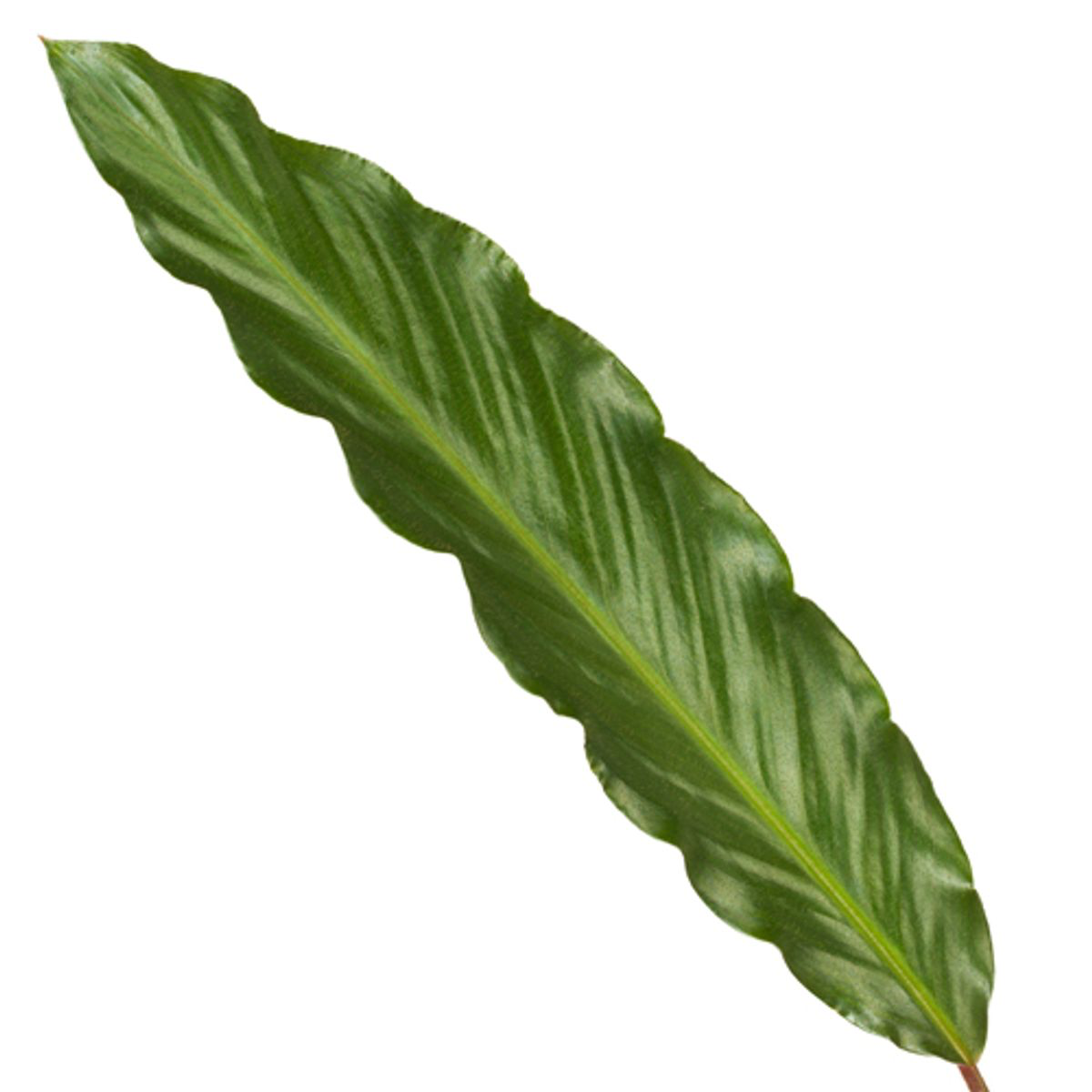 Calathea Wavestar Zimmerpflanze