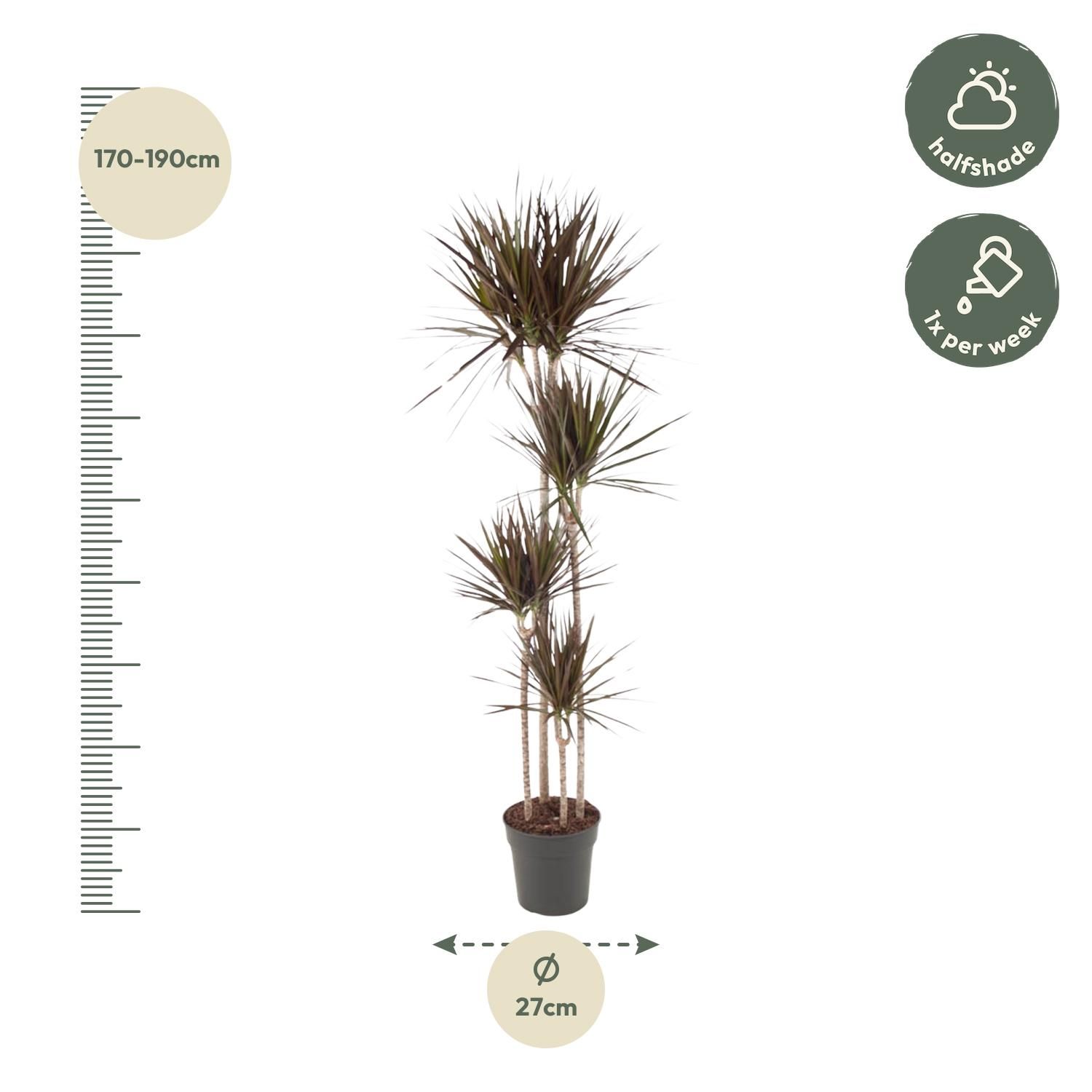 Dracaena Magenta Zimmerpflanze
