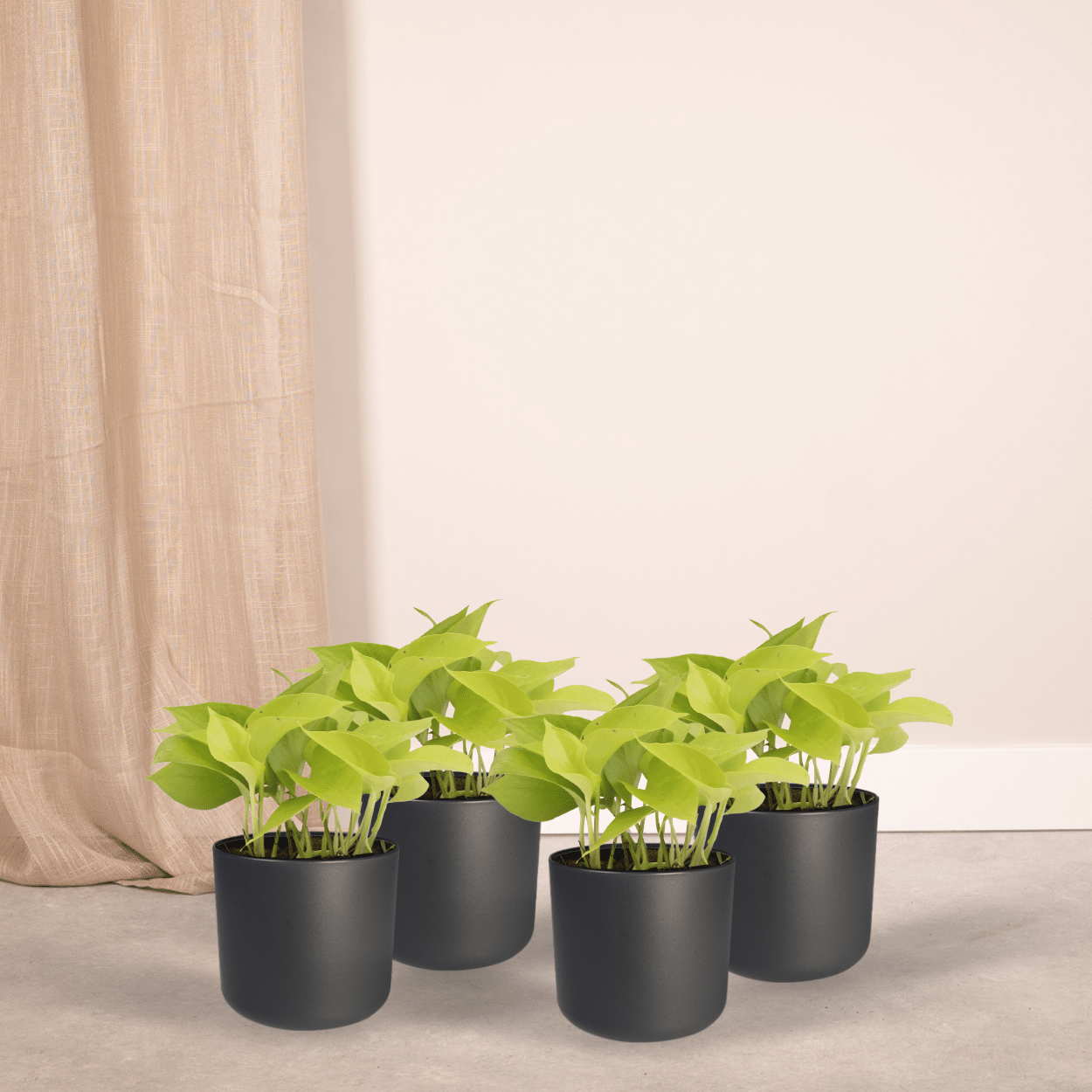 Epipremnum Golden Pothos Zimmerpflanze