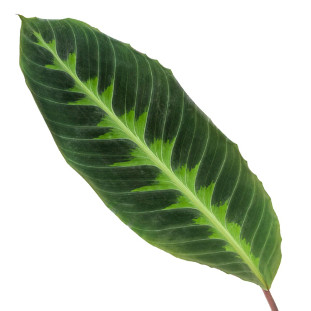 Calathea Warscewiczii Zimmerpflanze