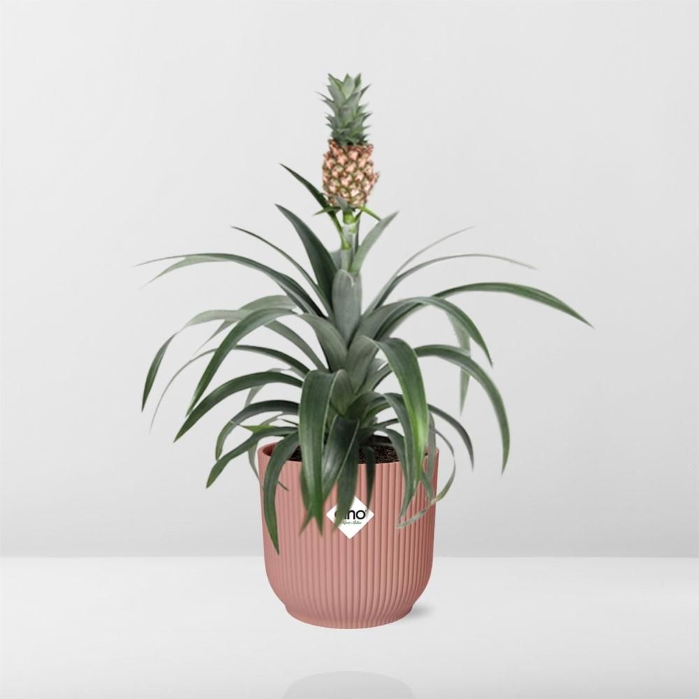 Ananas Pflanze Mi Amigo in ELHO Vibes Fold Topf