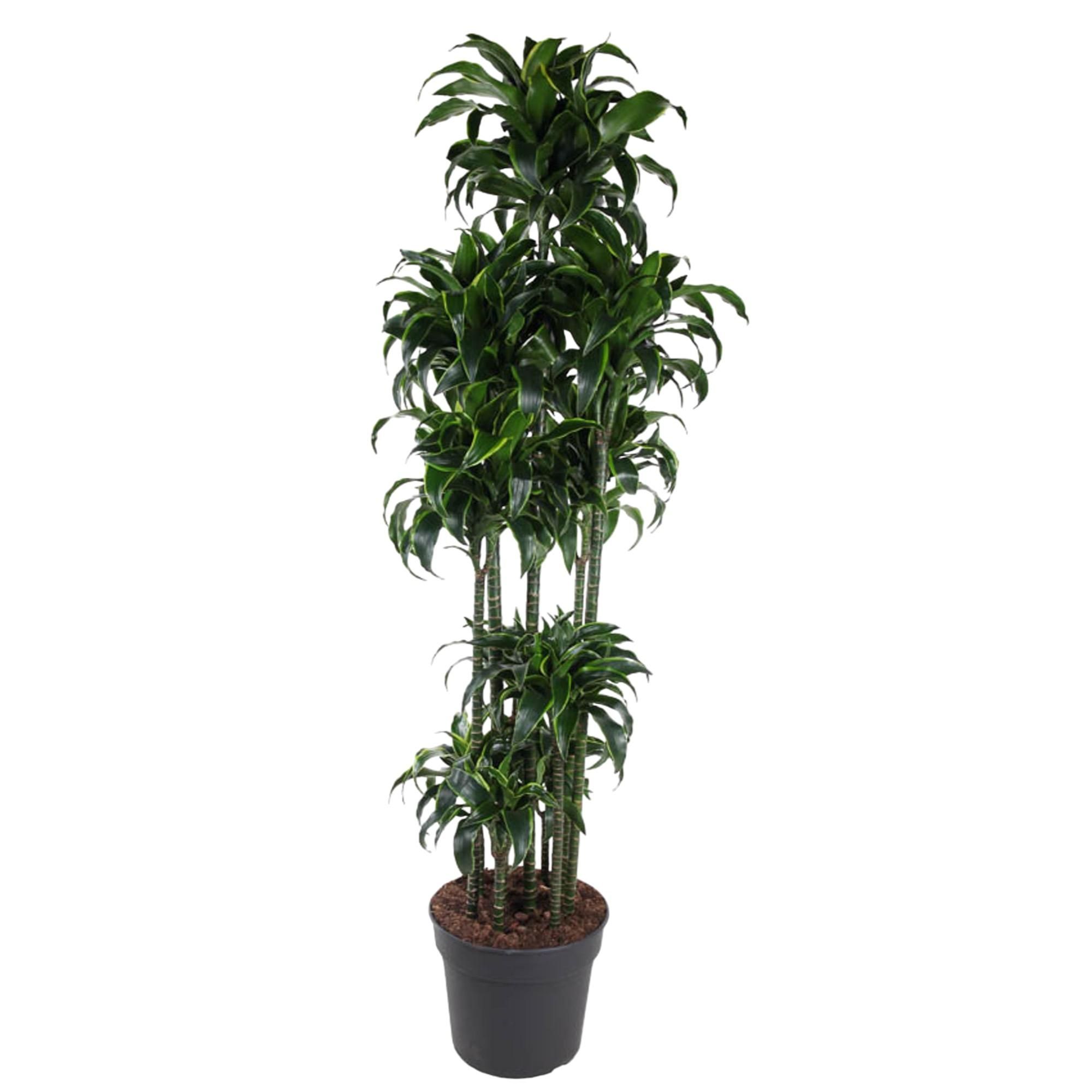Dracaena Dorado – Elegante Zimmerpflanze mit Goldgrünen Blättern