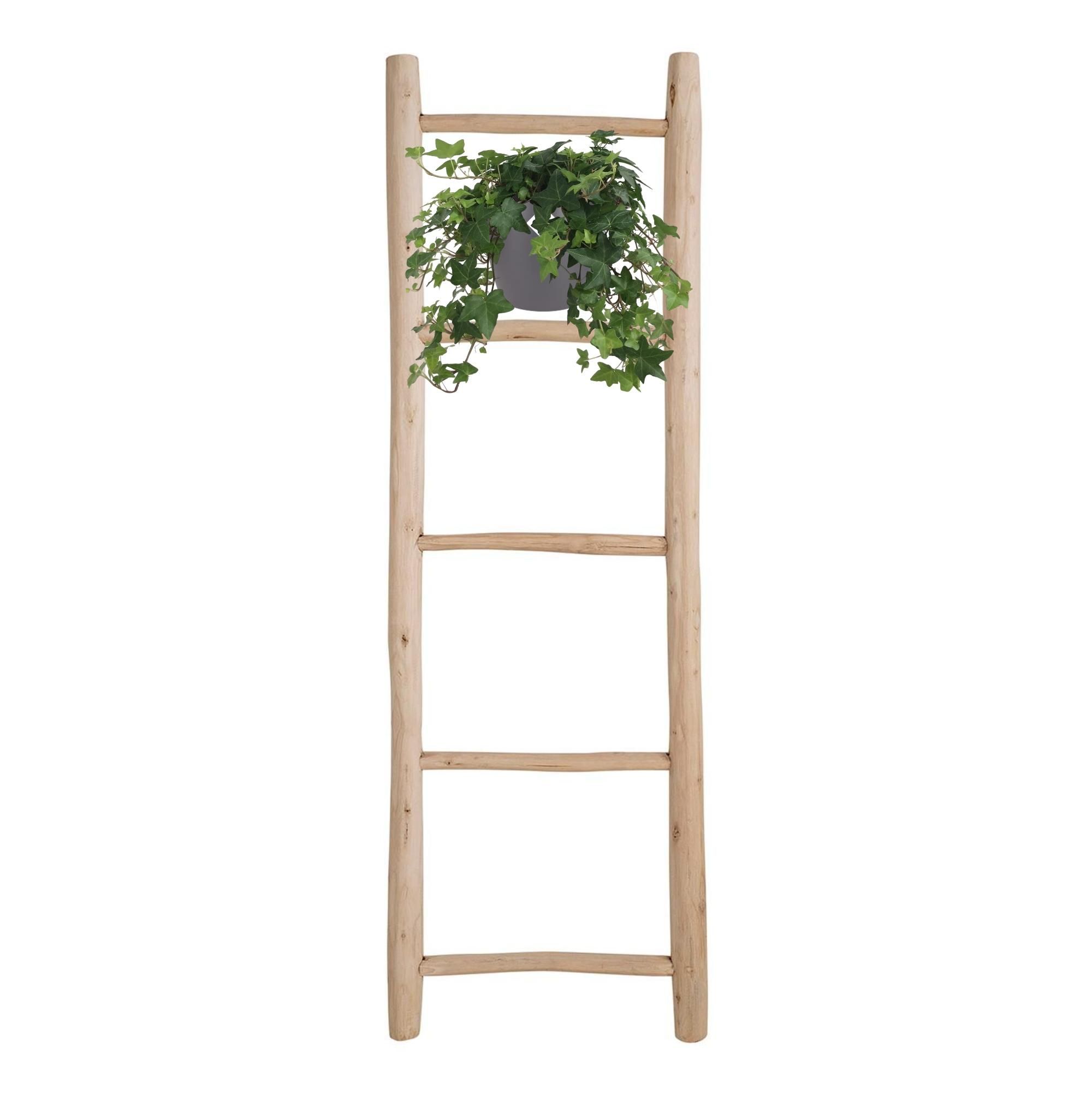 Hedera Helix Grün – Hängeampel Weiß – Ø17cm