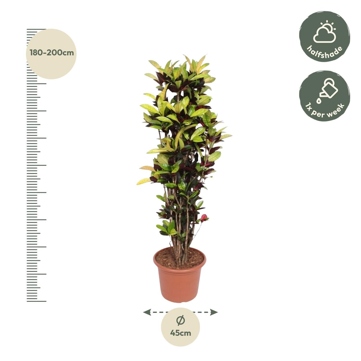Codiaeum Iceton Farbiger Croton für Innenräume