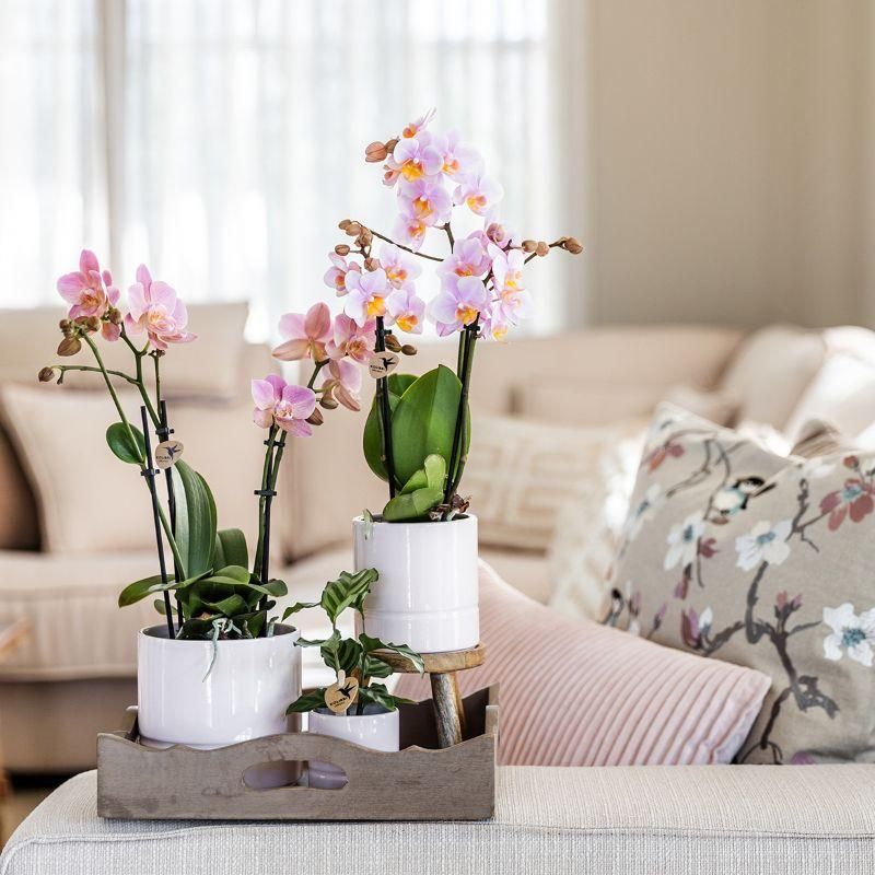 Rosa Phalaenopsis Orchidee