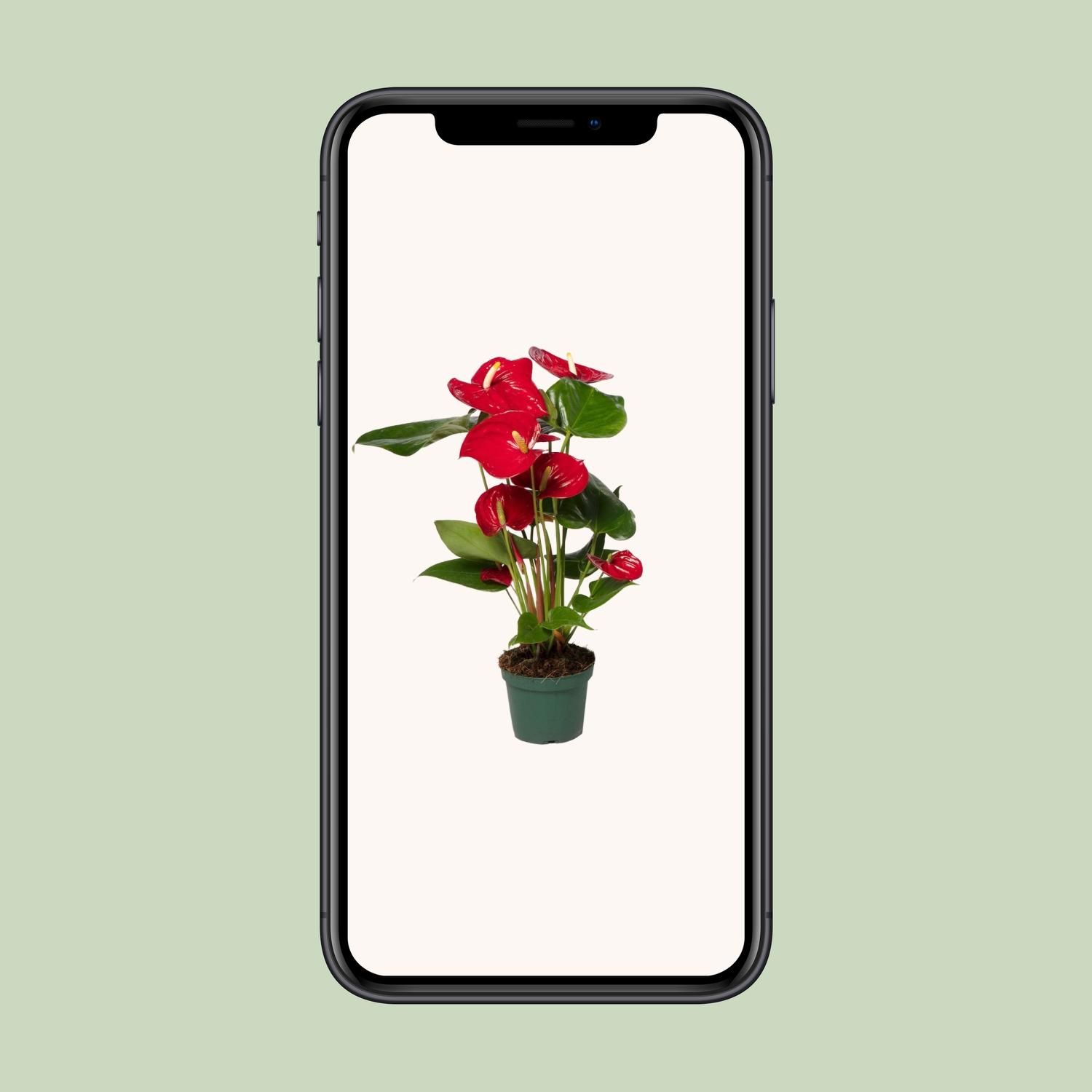 Anthurium Red Indoorpflanze