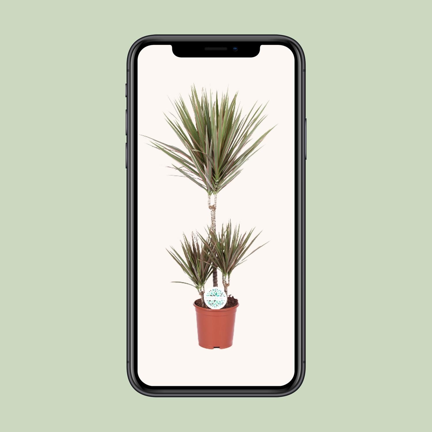 Dracaena Bicolor – Exotischer Drachenbaum mit luftreinigenden Blättern