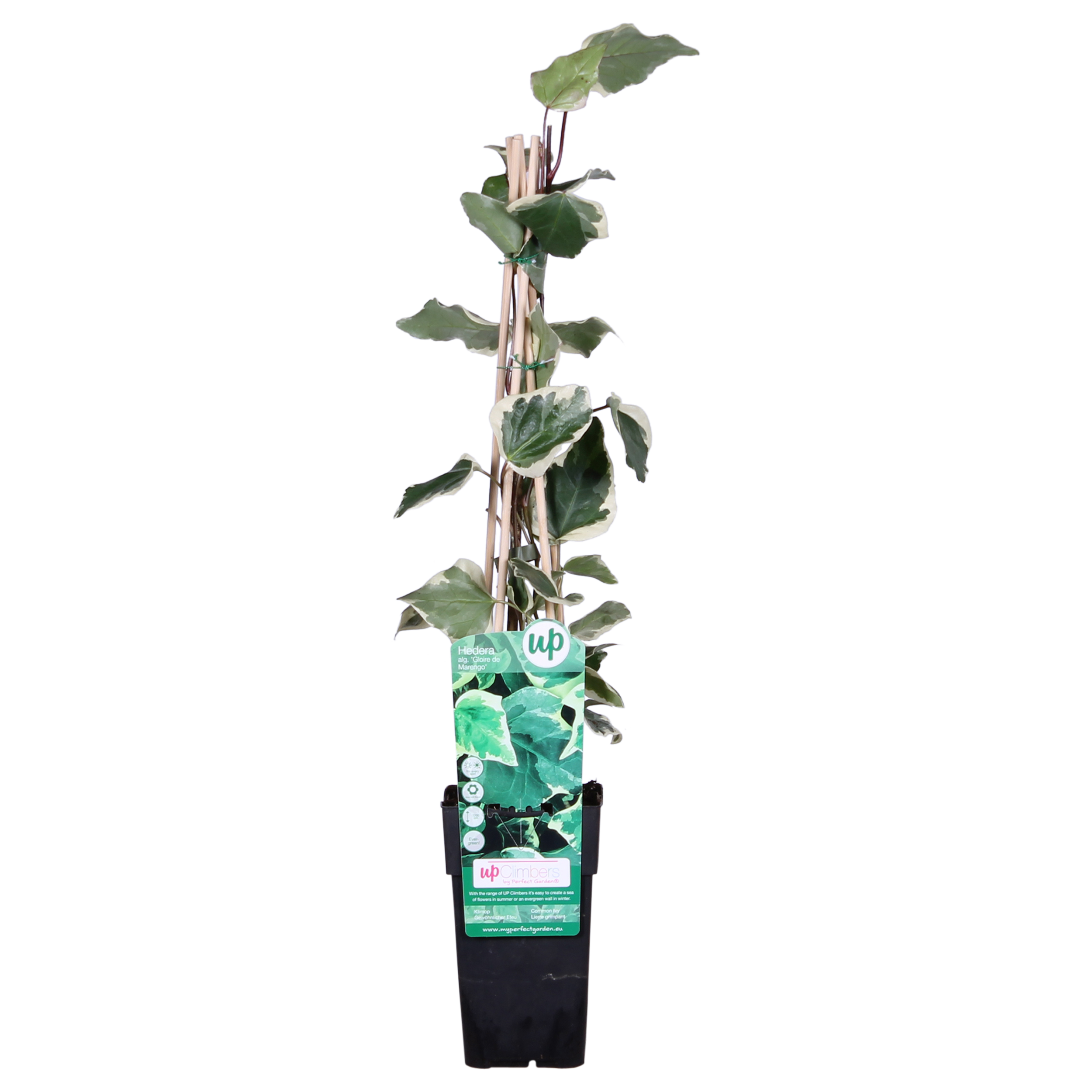 Kletterpflanze Hedera algeriensis Gloire de Maren