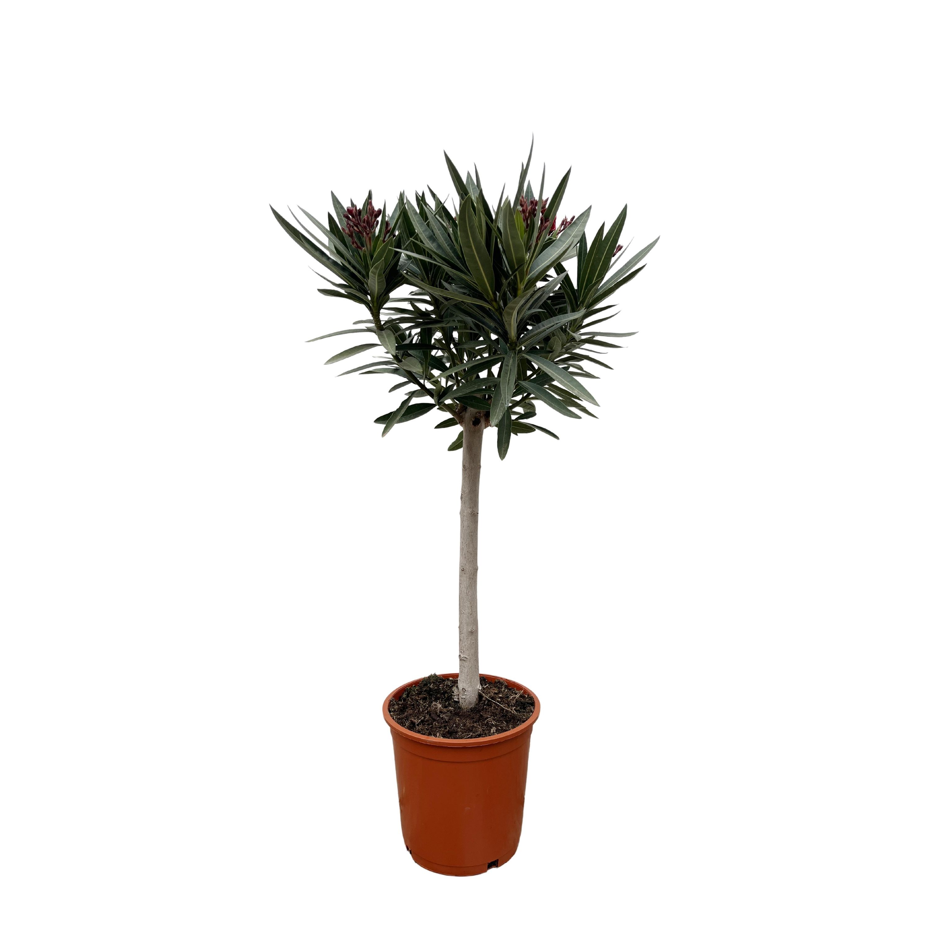 Nerium Oleander auf Stamm mit duftenden Blüten