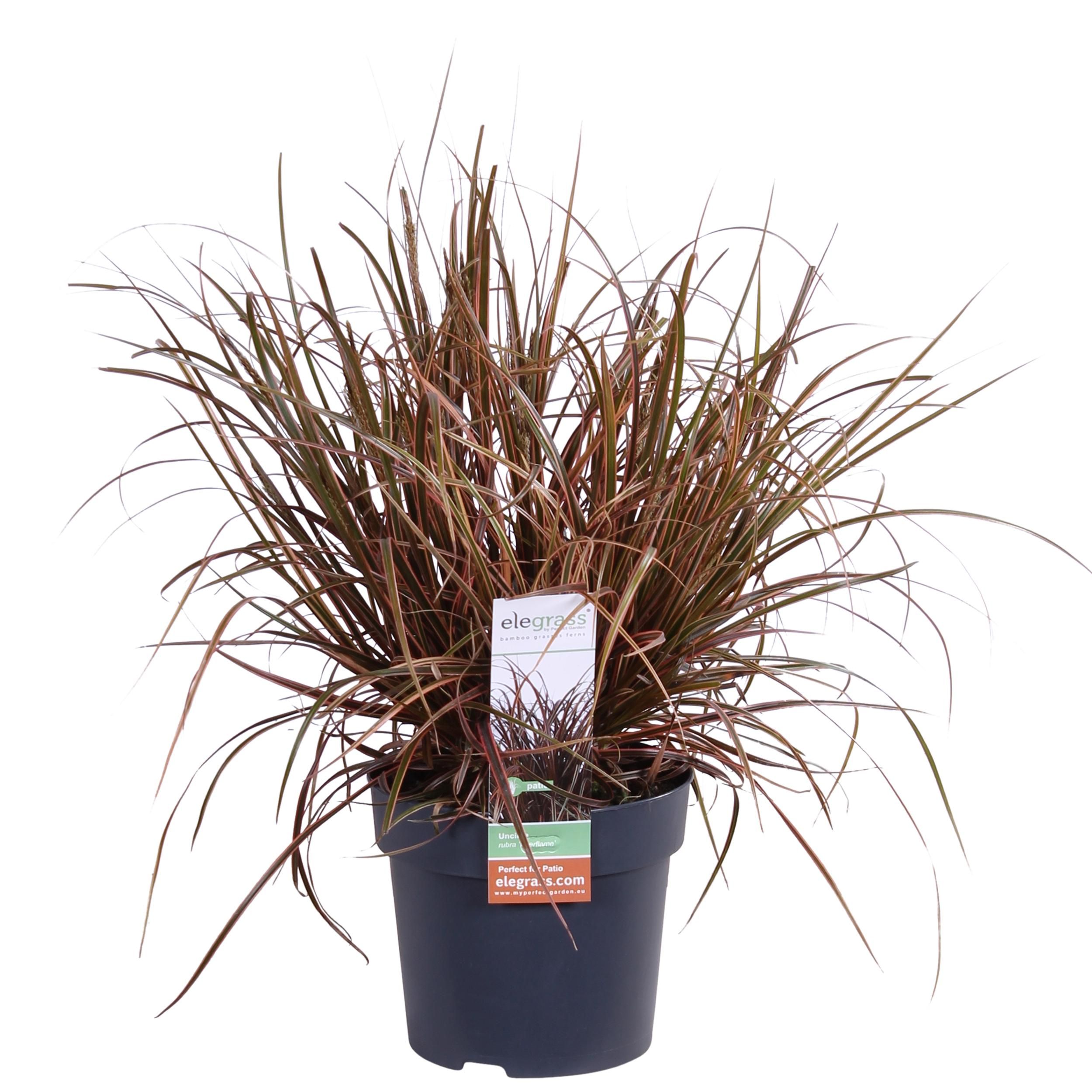 Uncinia rubra Everflame Rote Zegge Gras