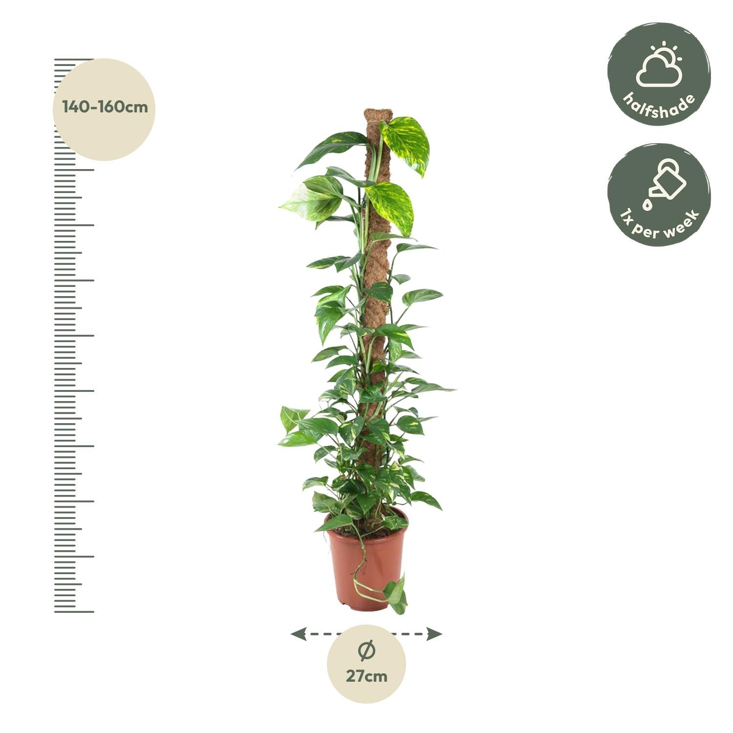 Epipremnum Pinnatum Silber-Efeutute mit Moosstab