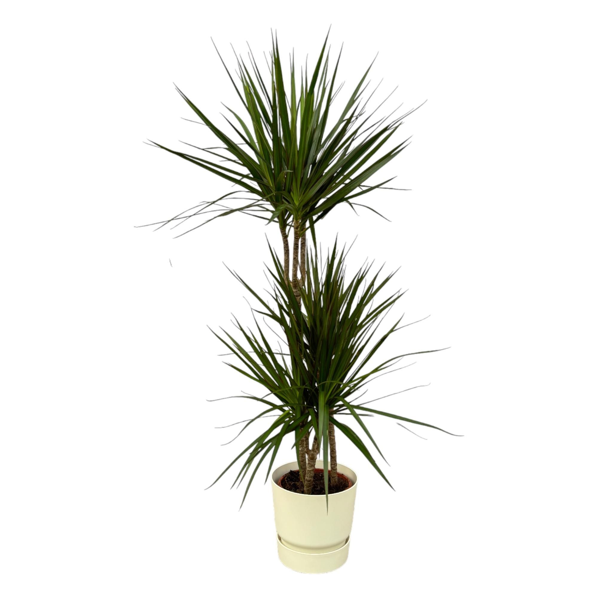 Dracaena Marginata in stilvollem elho Greenville Round Topf