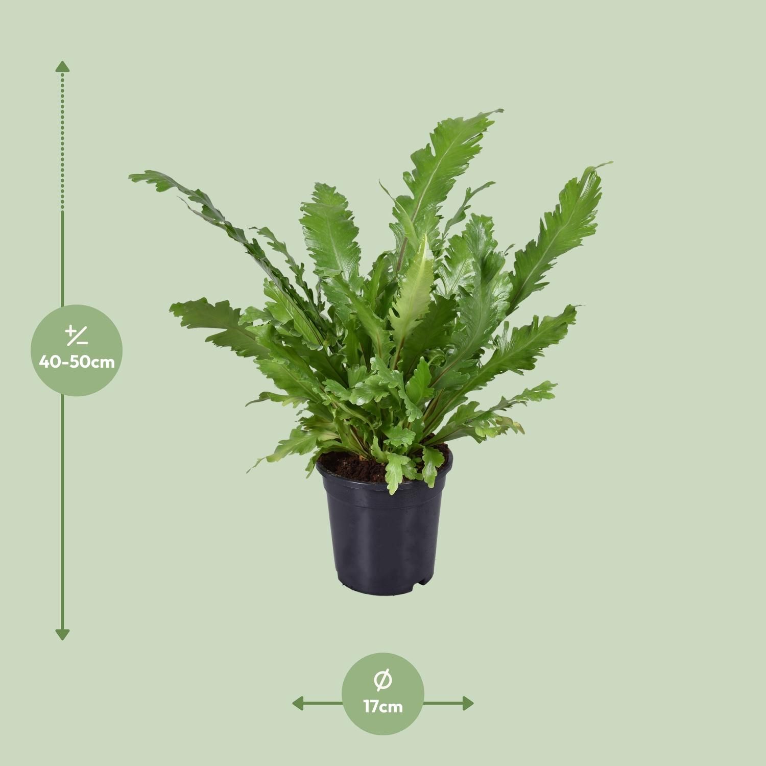 Asplenium Nidus Fensterblatt Farn Zimmerpflanze