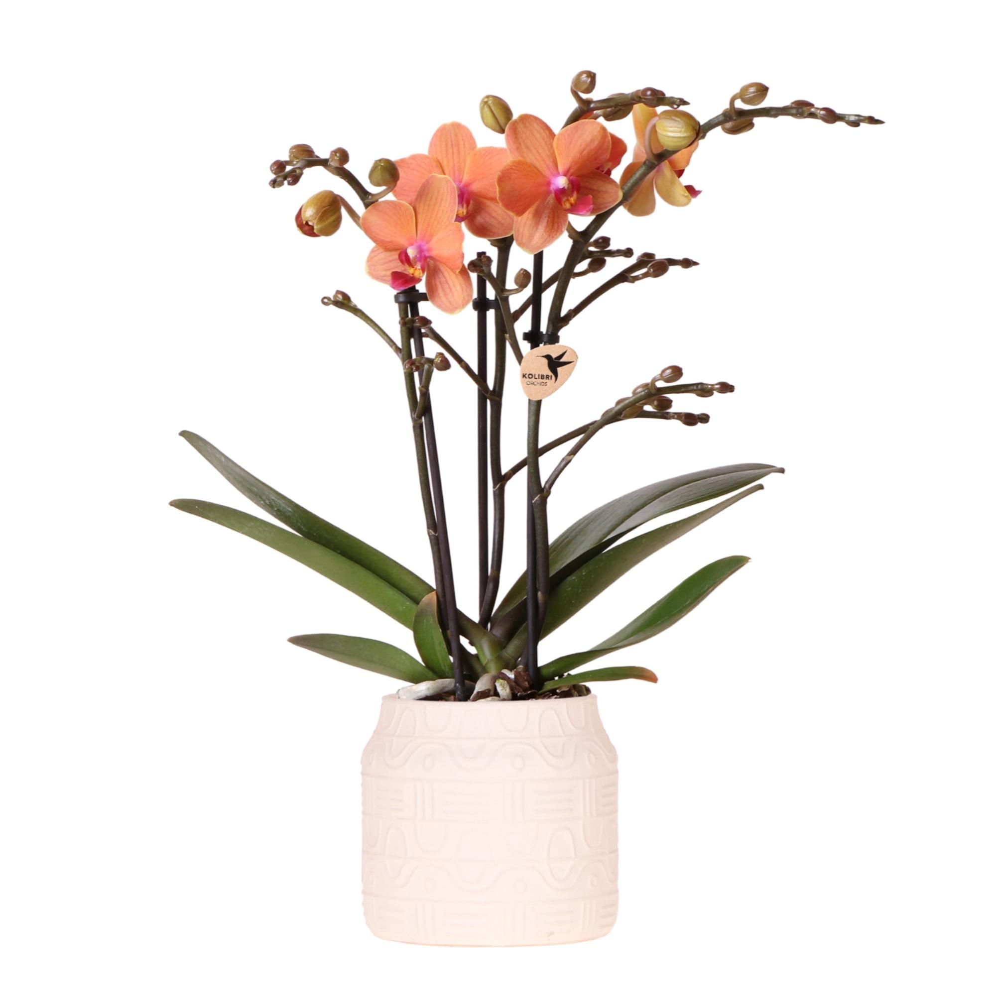 Blühende Zimmerpflanze – Orange Orchidee Bolzano | In Zierpot Off White Ø9cm