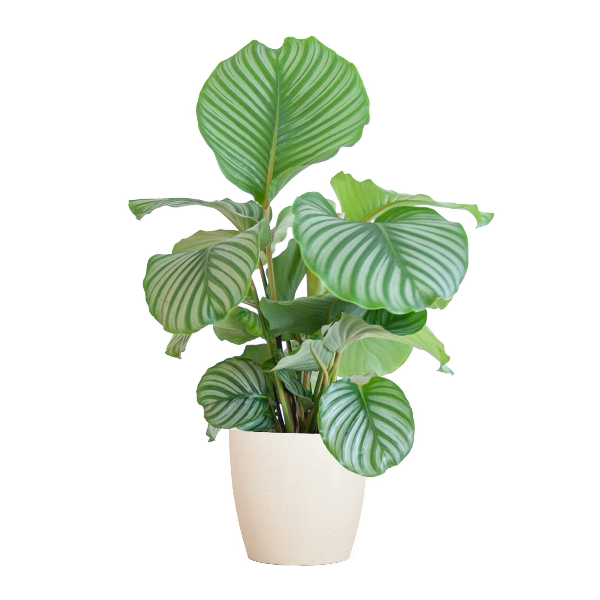 Calathea Orbifolia – 65cm – Ø21 Topf – Luftreinigend – Blattschmuckpflanze