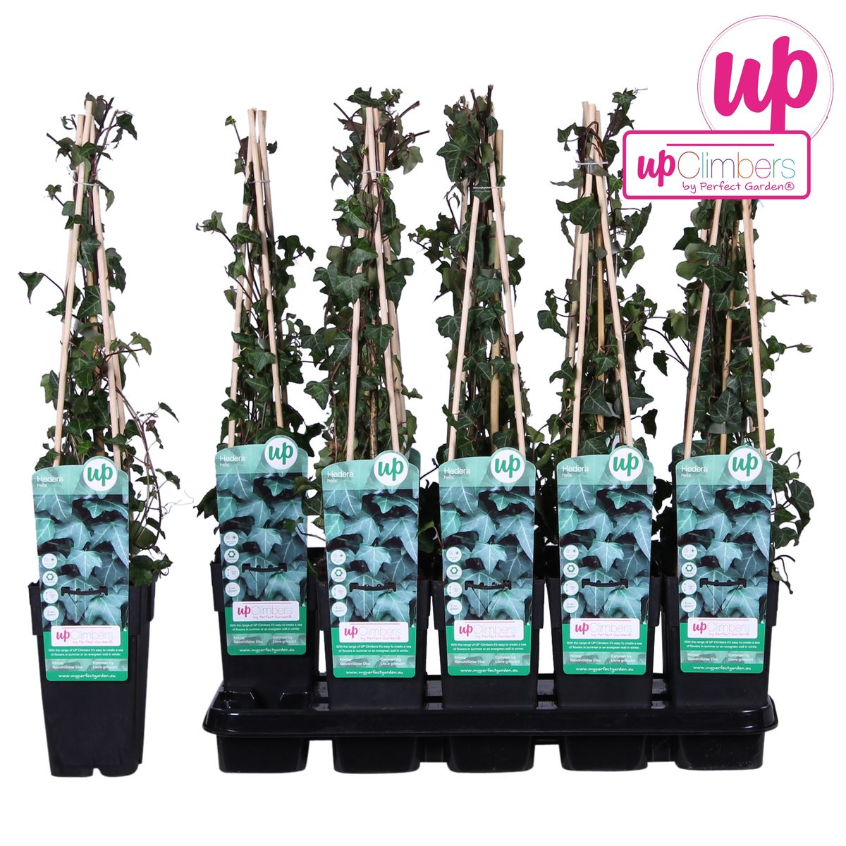 Efeu Hedera helix Kletterpflanze