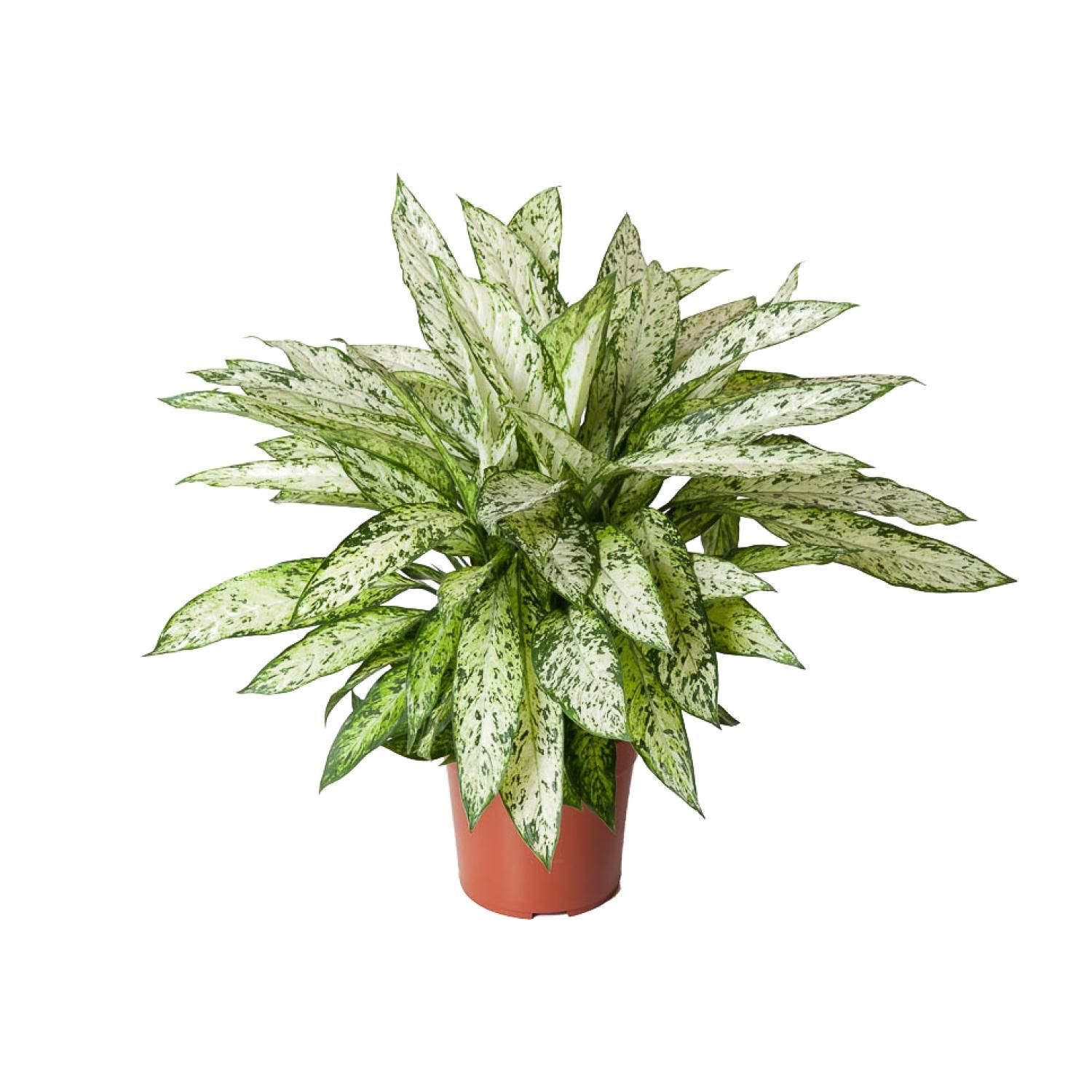 Dieffenbachia Vesuvius Zimmerpflanze