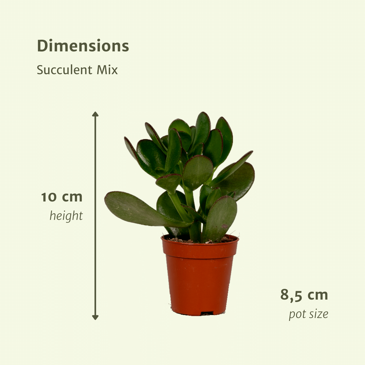 Sukkulenten Mix mit verschiedenen Arten