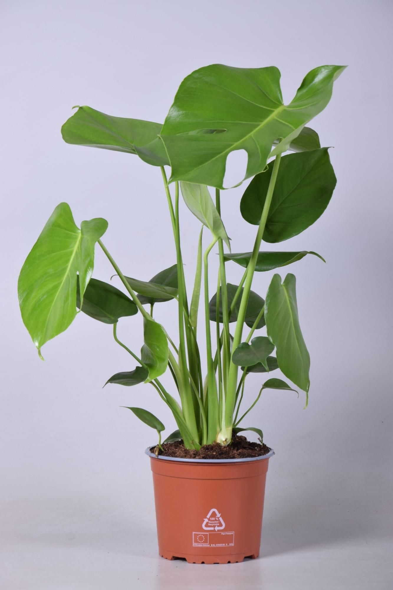 Monstera Deliciosa Zimmerpflanze