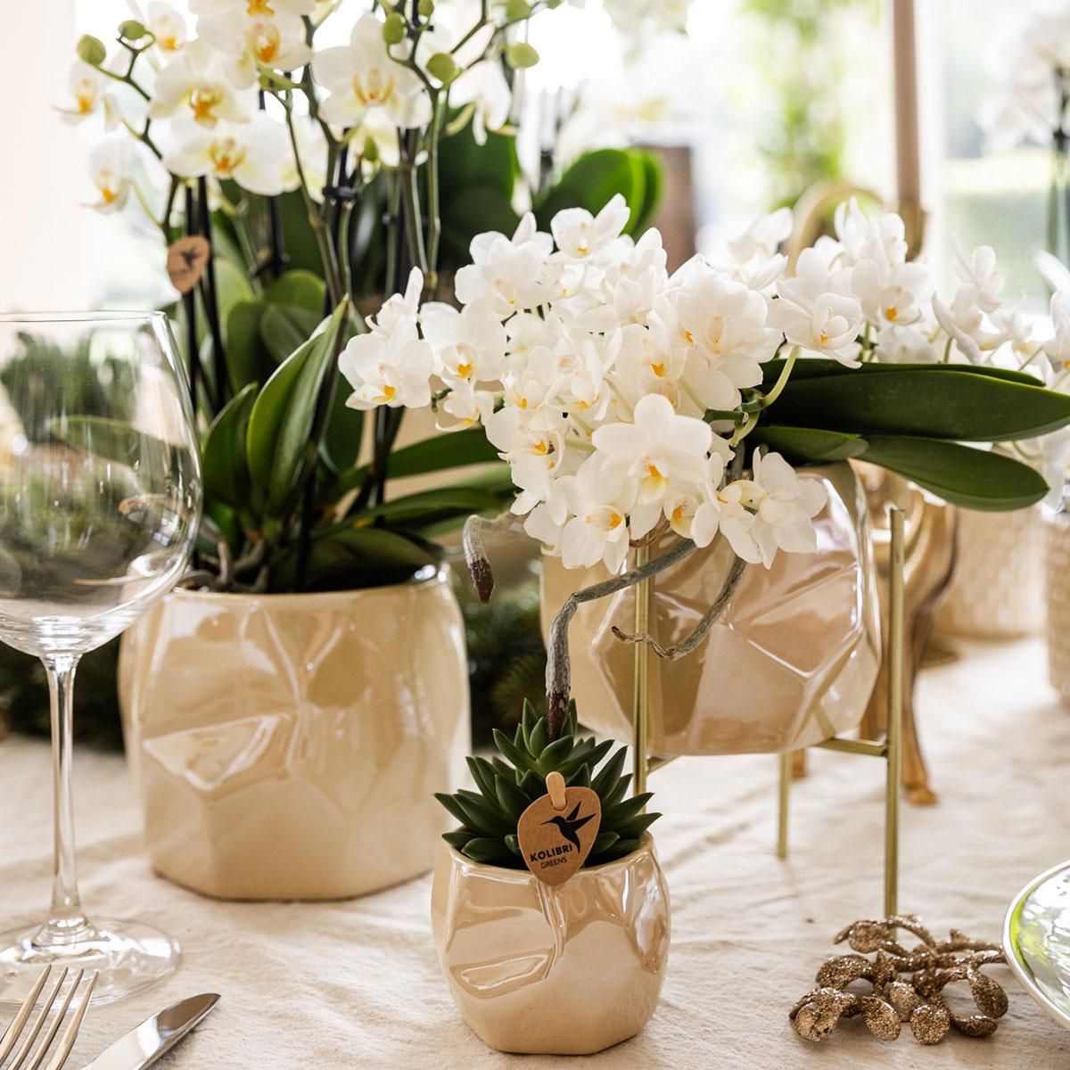 Nazaré Orchidee und Crassula Hobbit Sukkulenten-Set im orangefarbenen Fish-Übertopf