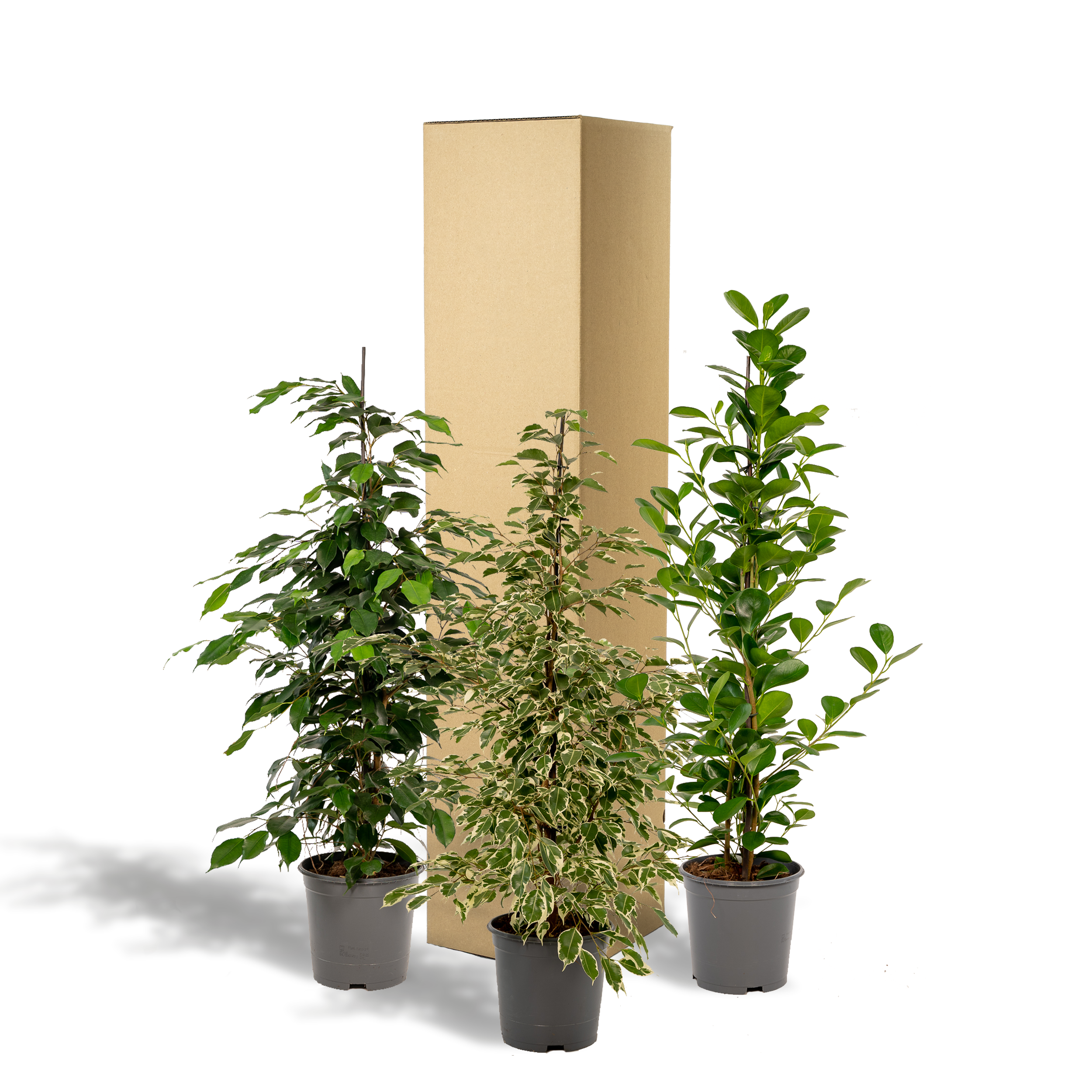 3 Ficus Benjamina & Microcarpa Mix – Groß – Ca. 95cm Hoch