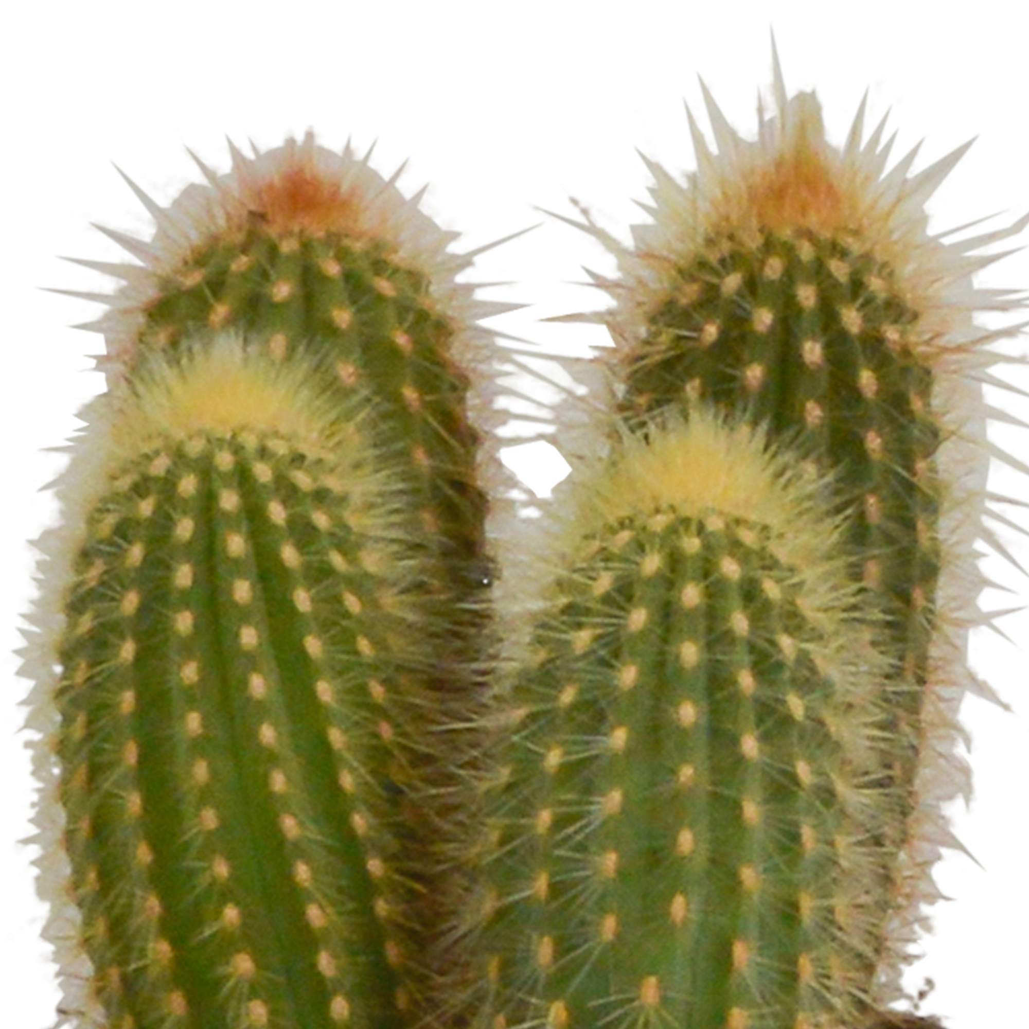 Cereus Säulenkakteen Mix in Weißem Topf