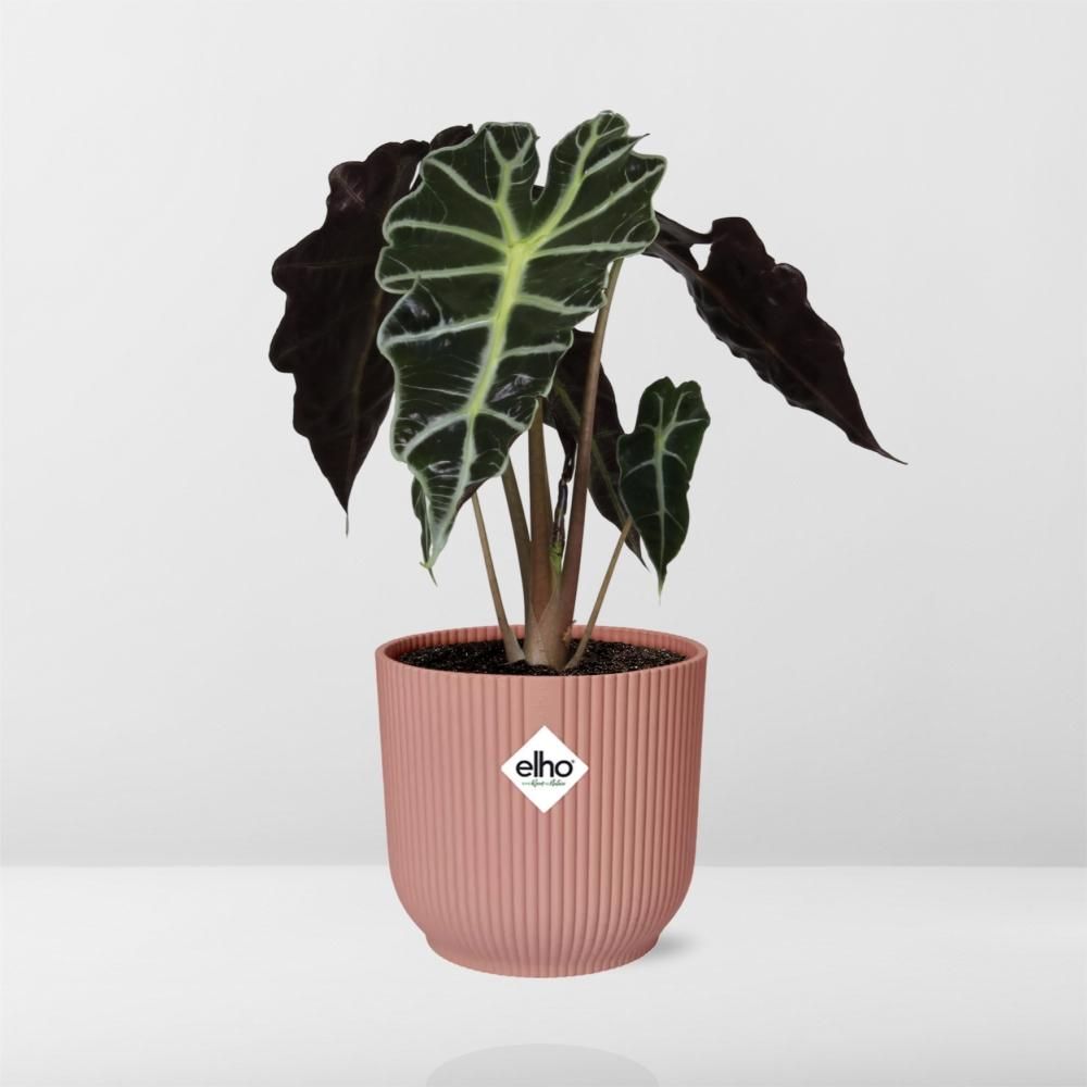 Alocasia Polly Zimmerpflanze in ELHO Vibes Fold Topf