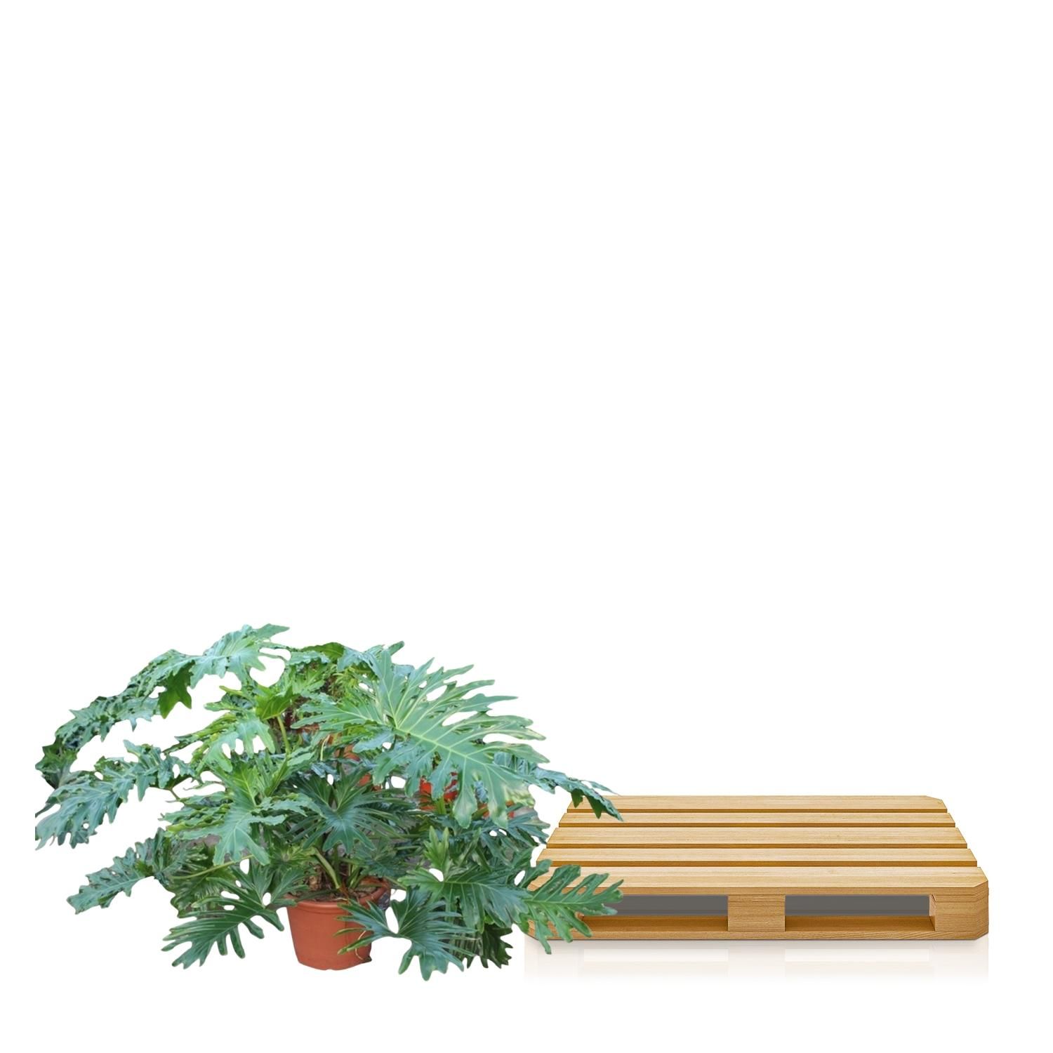 Philodendron Bipinnatifidum Cum Laude Zimmerpflanze