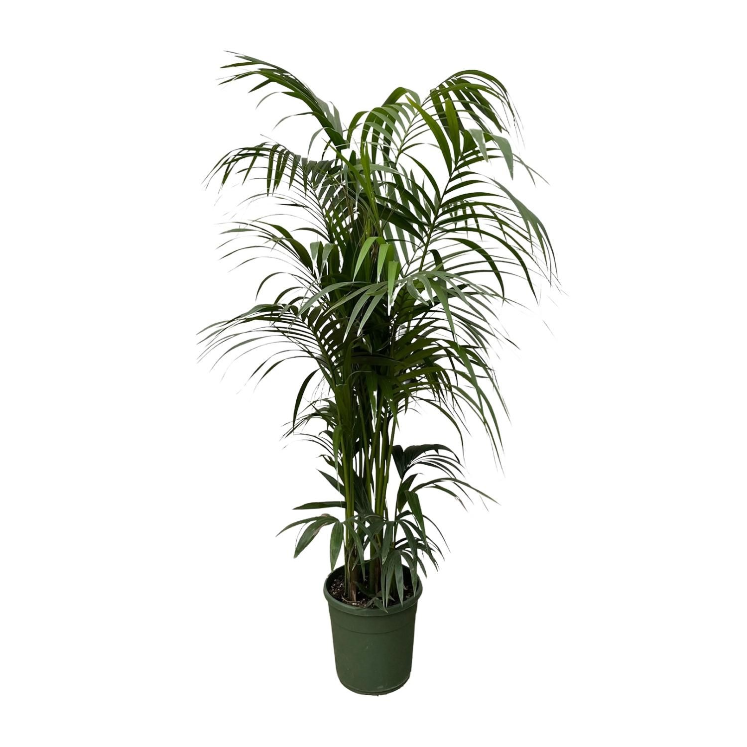 Kentia Palme für Innenräume mit elegantem Blattwerk