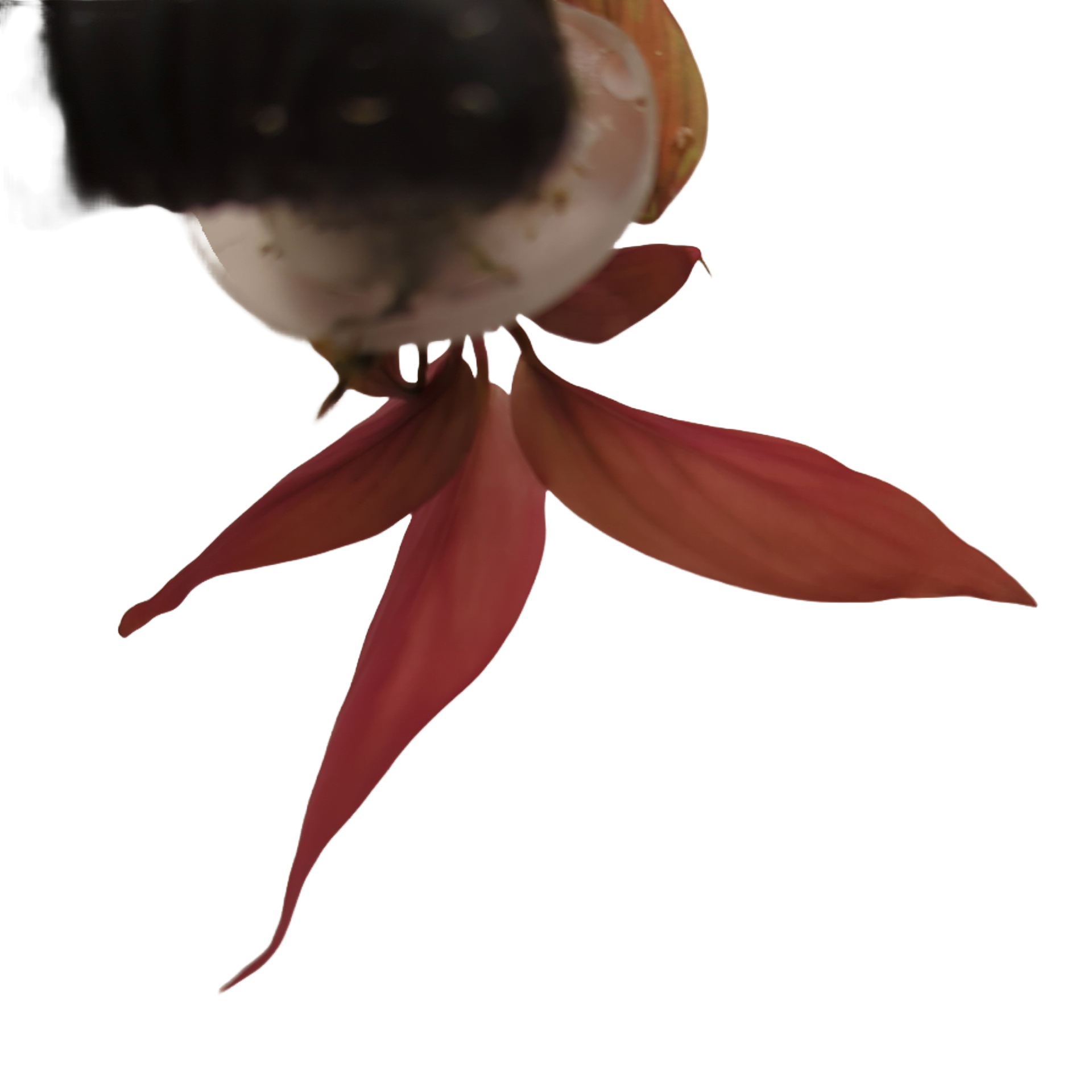 Baby Stromanthe Sanguinea