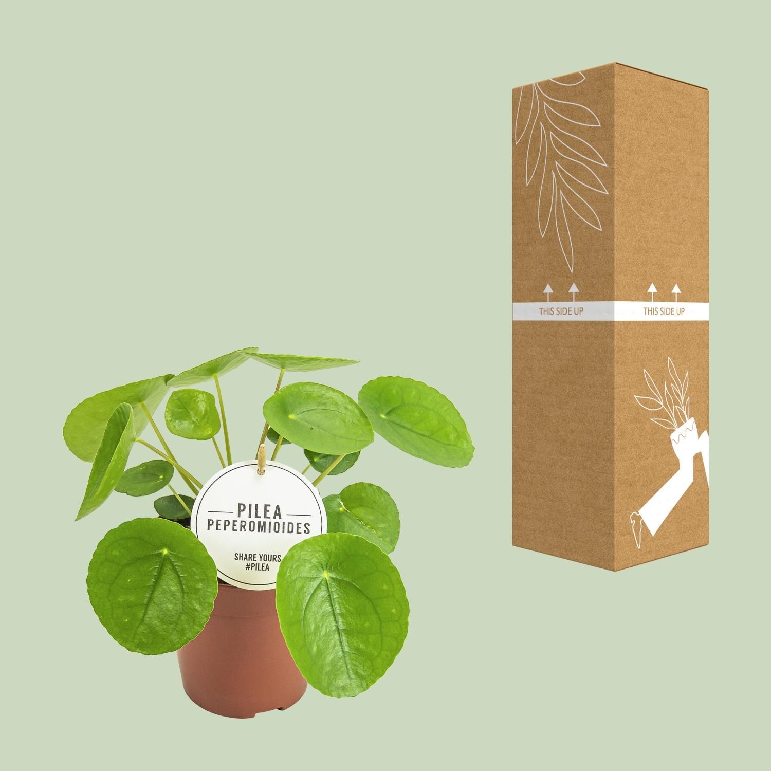 Pilea Peperomioides – Elegante Aluminium-Pflanze für Innenräume