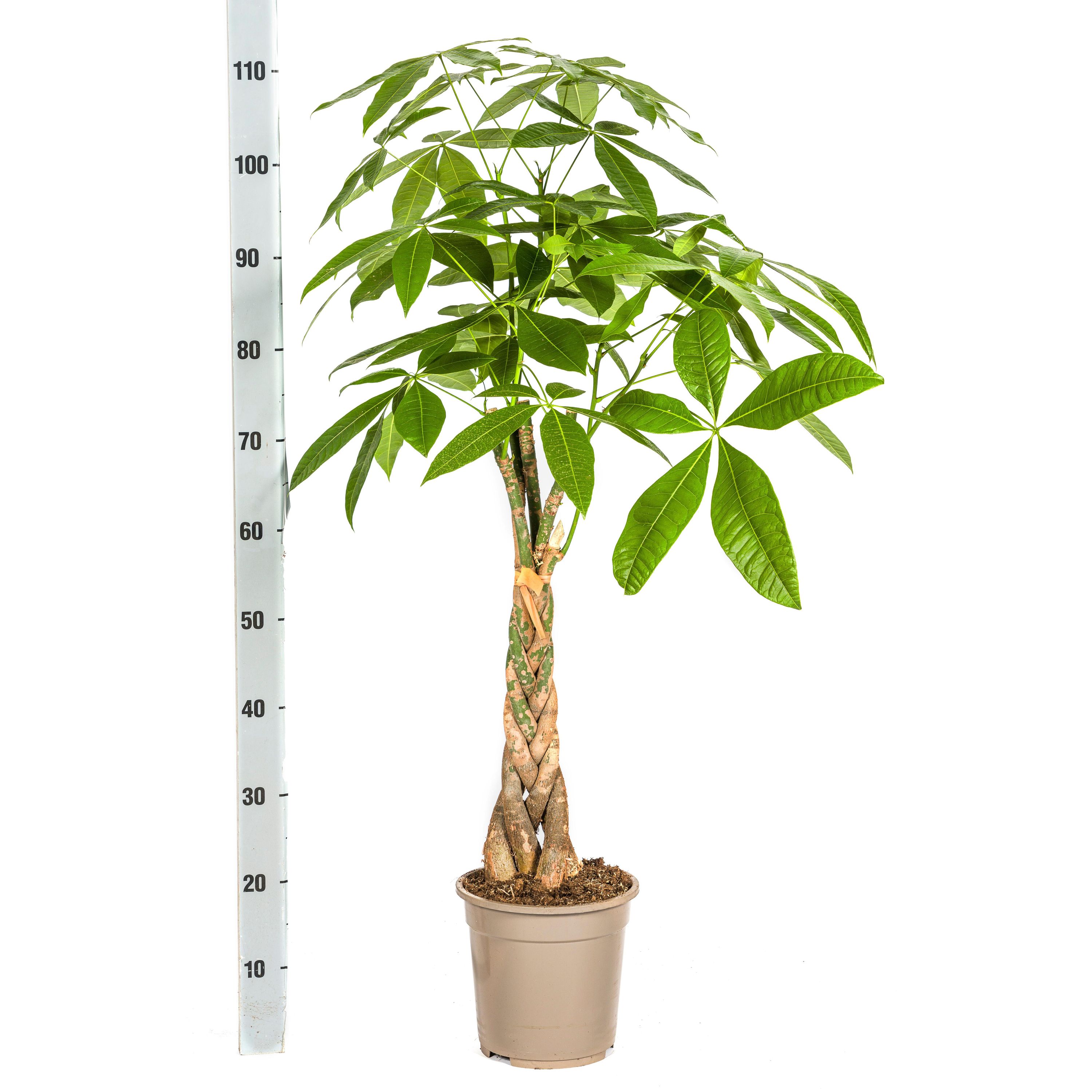 Pachira Aquatica | Ø21cm | 90 - 110cm Höhe