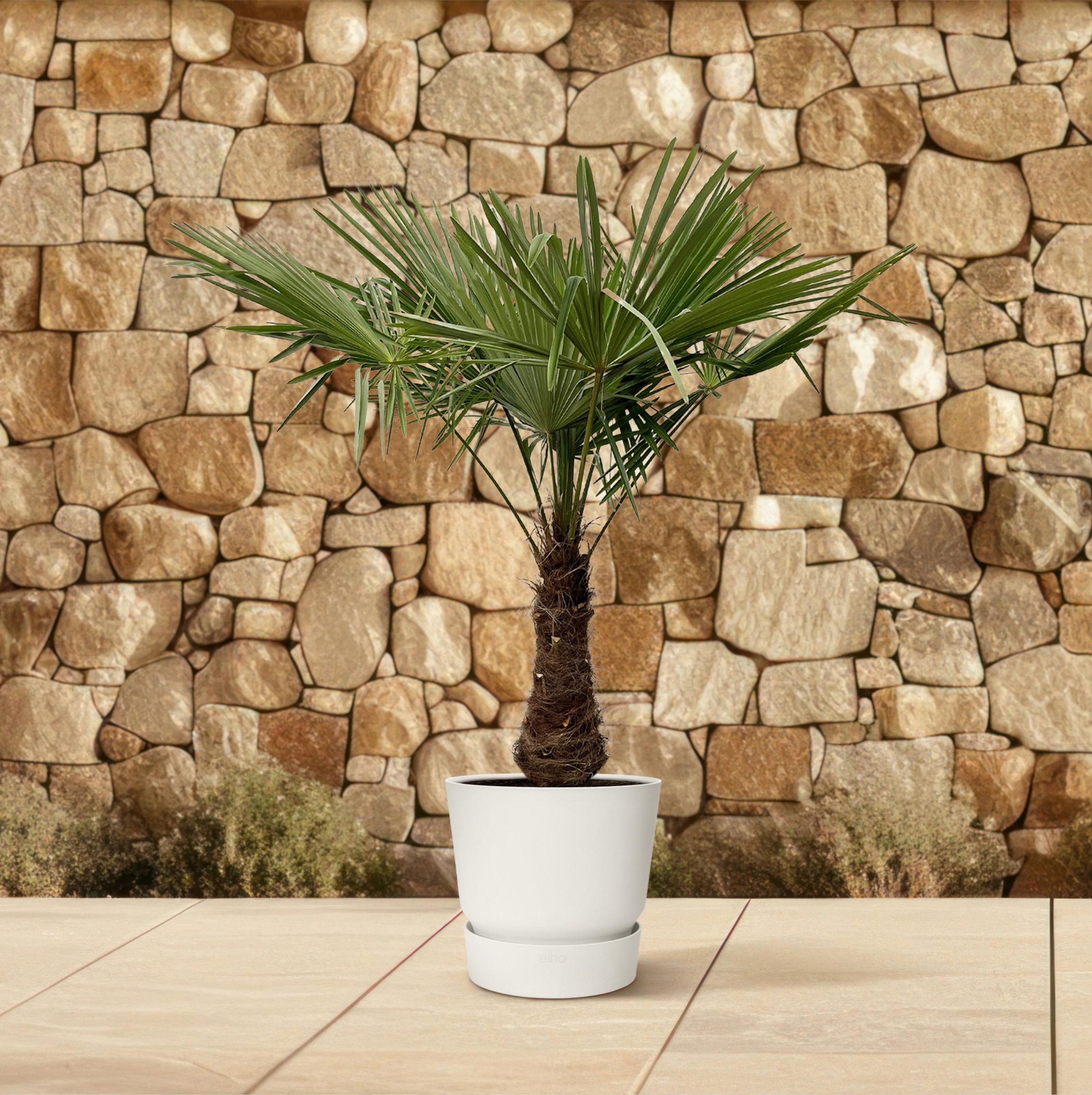 Trachycarpus Fortuneii Palme