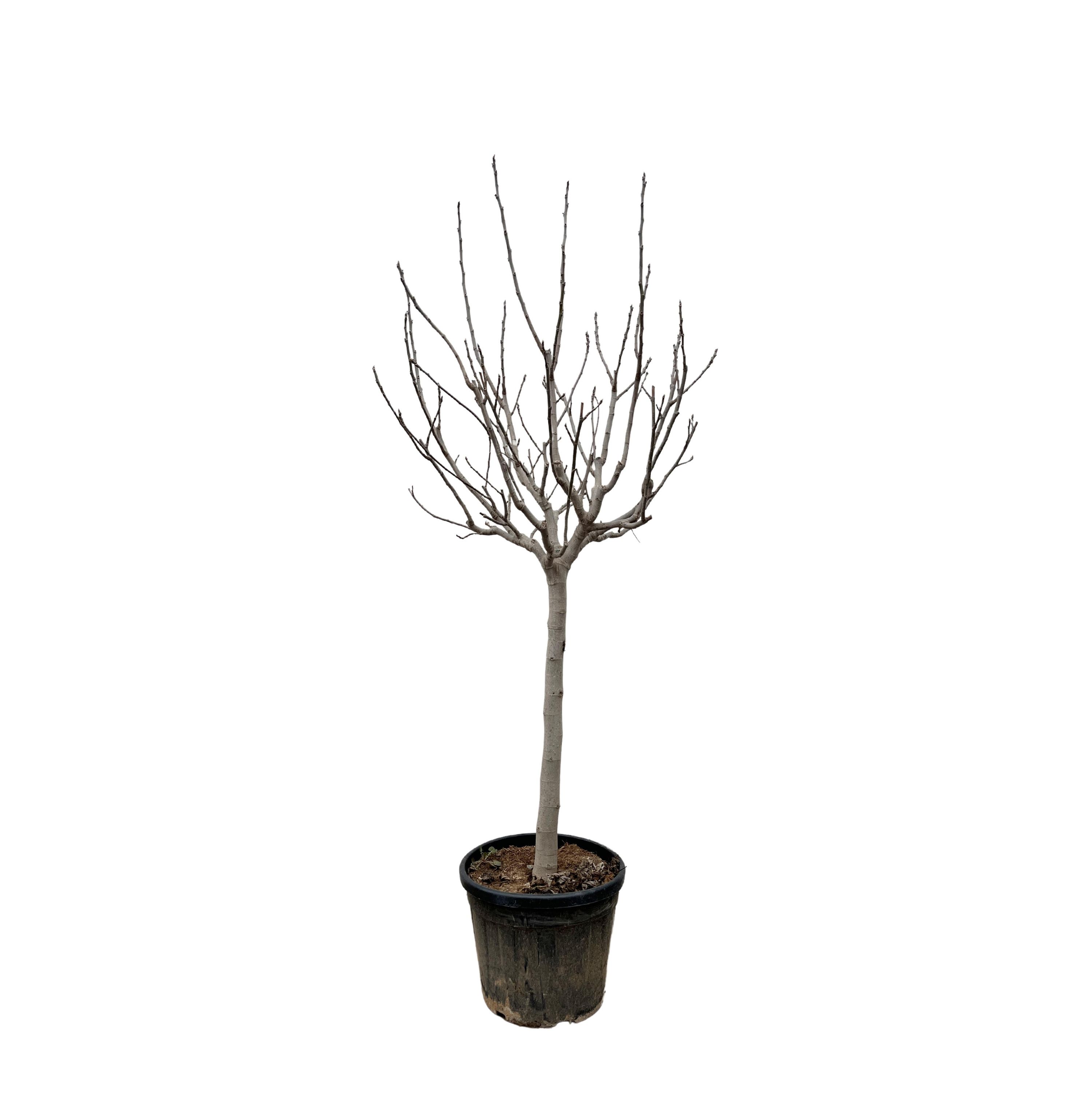 Ficus Carica auf Stamm elegante Zimmerpflanze