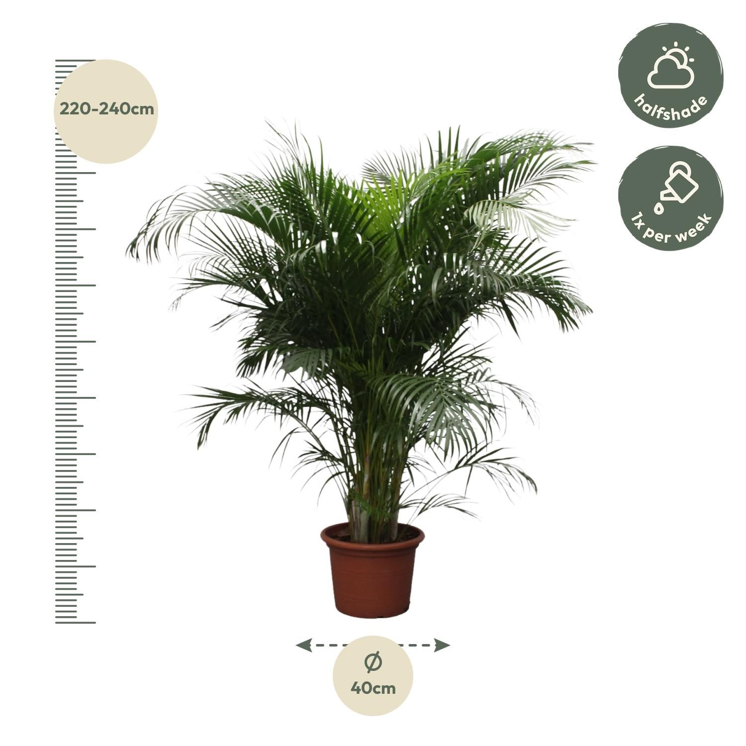 Dypsis Lutescens Areca-Palme
