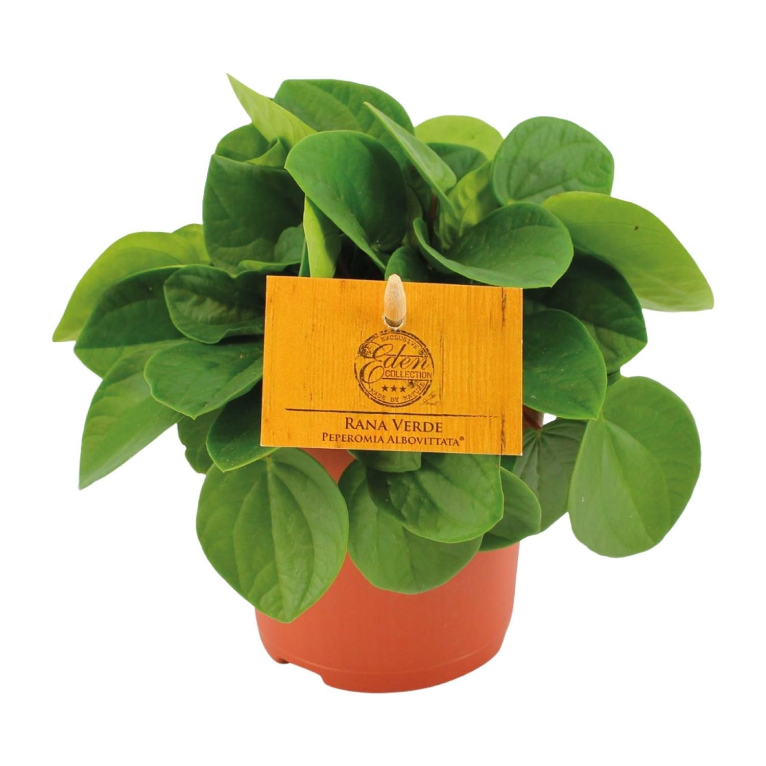 Peperomia Rana Verde – dekorative Zimmerpflanze